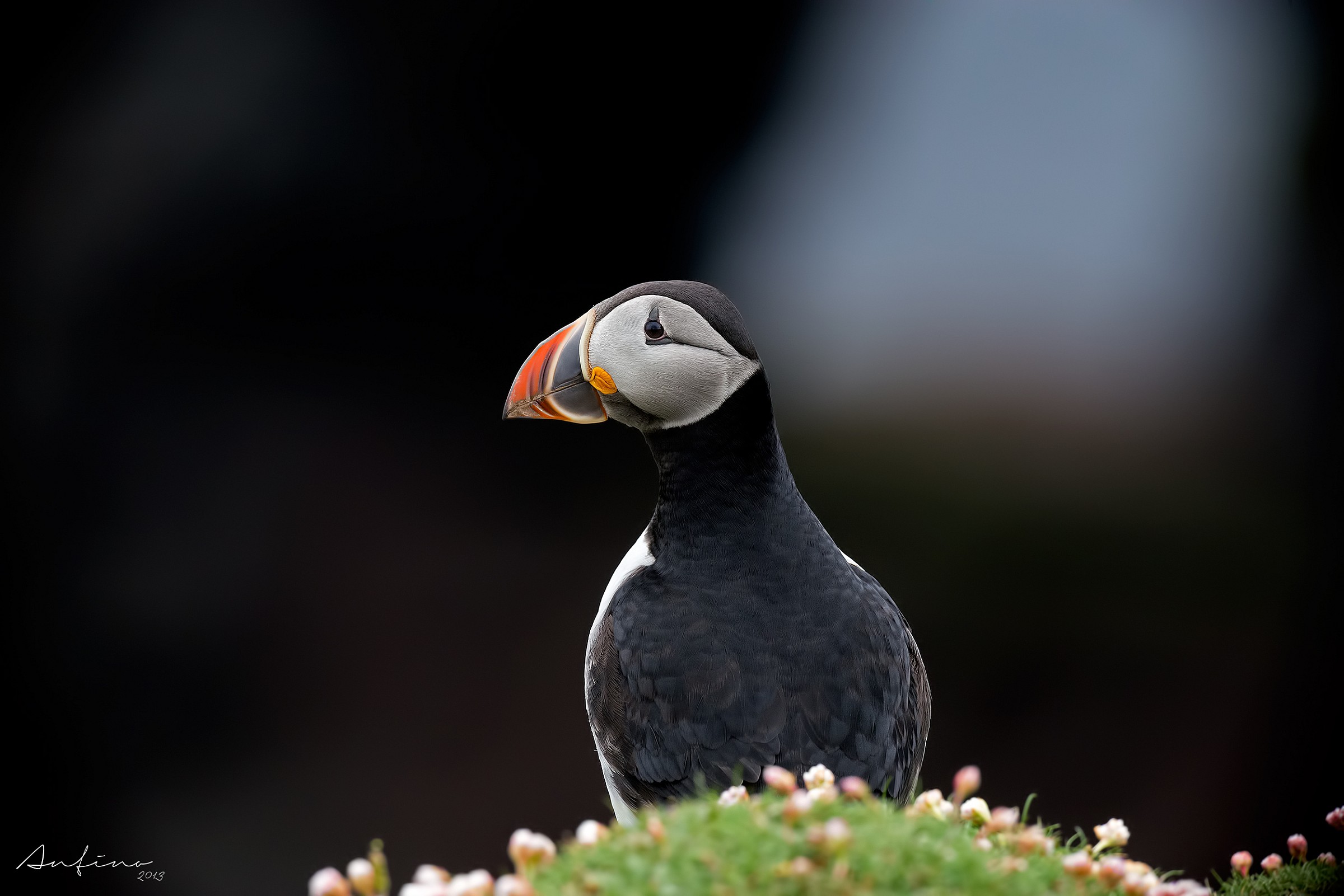 Puffin