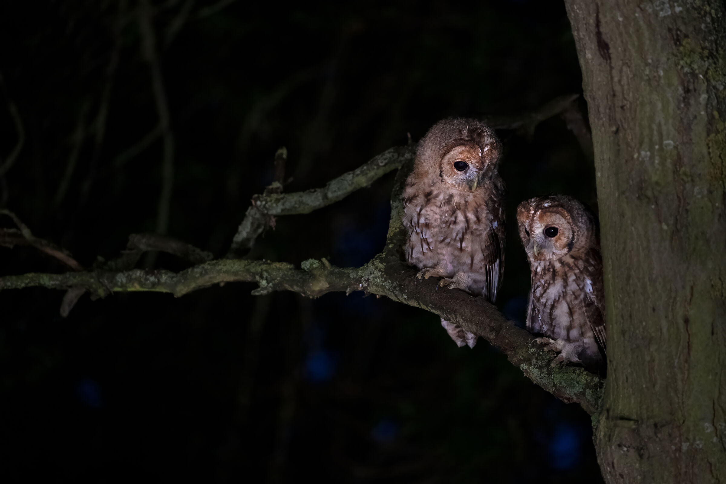 Two little Tawny owlets (Stix aluco)