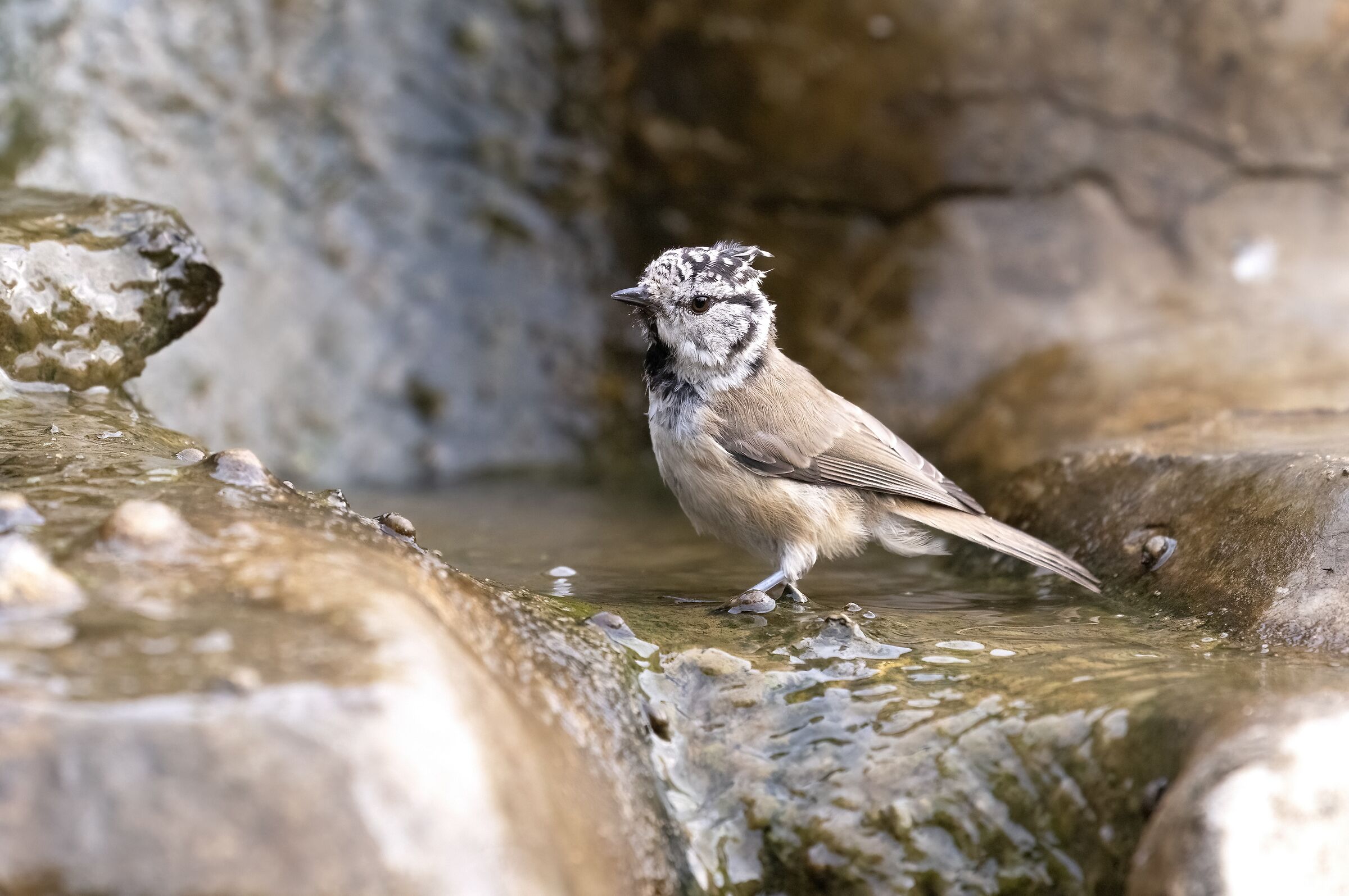 from the tuft to the bath