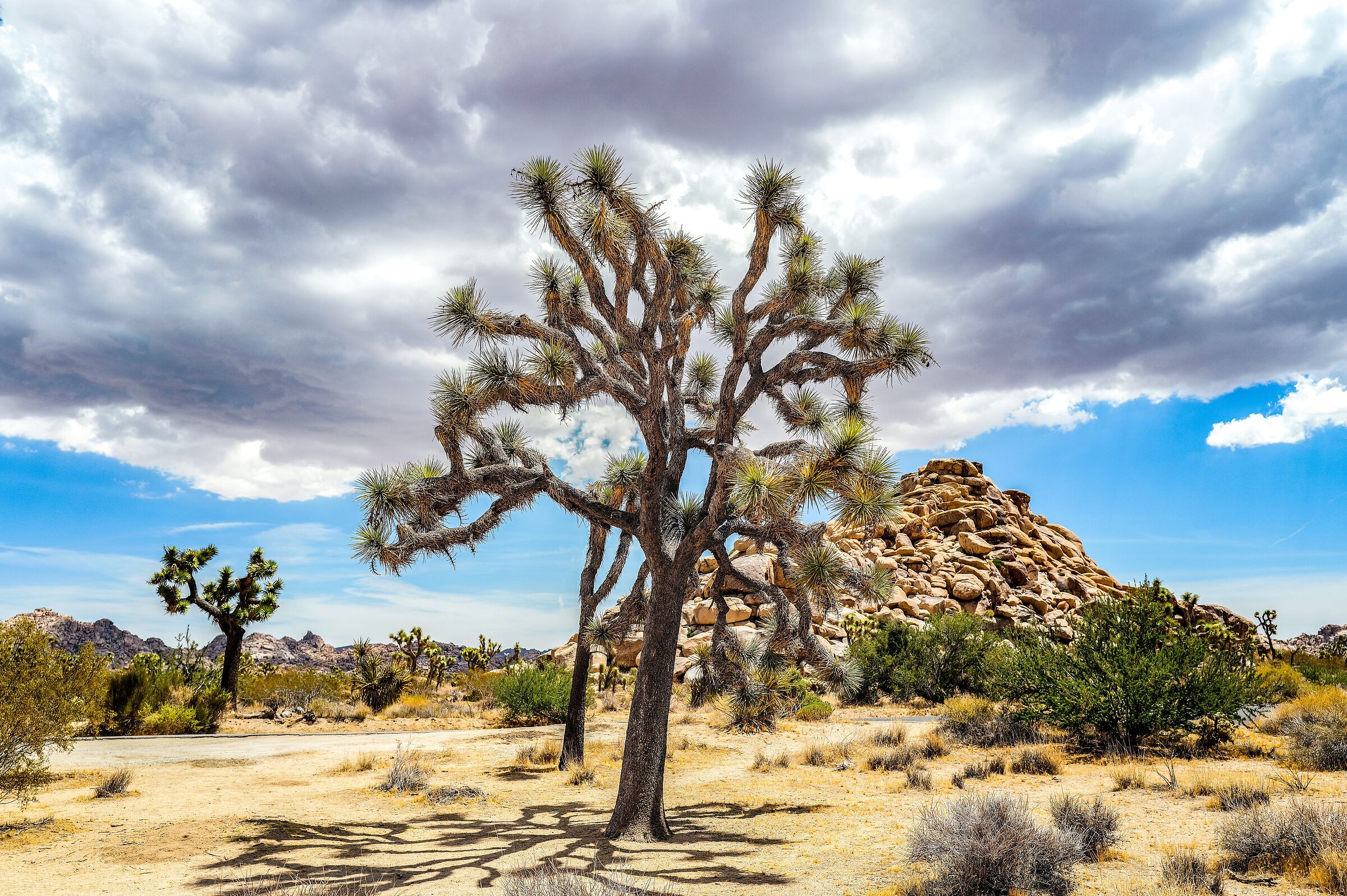 Joshua Tree National Park