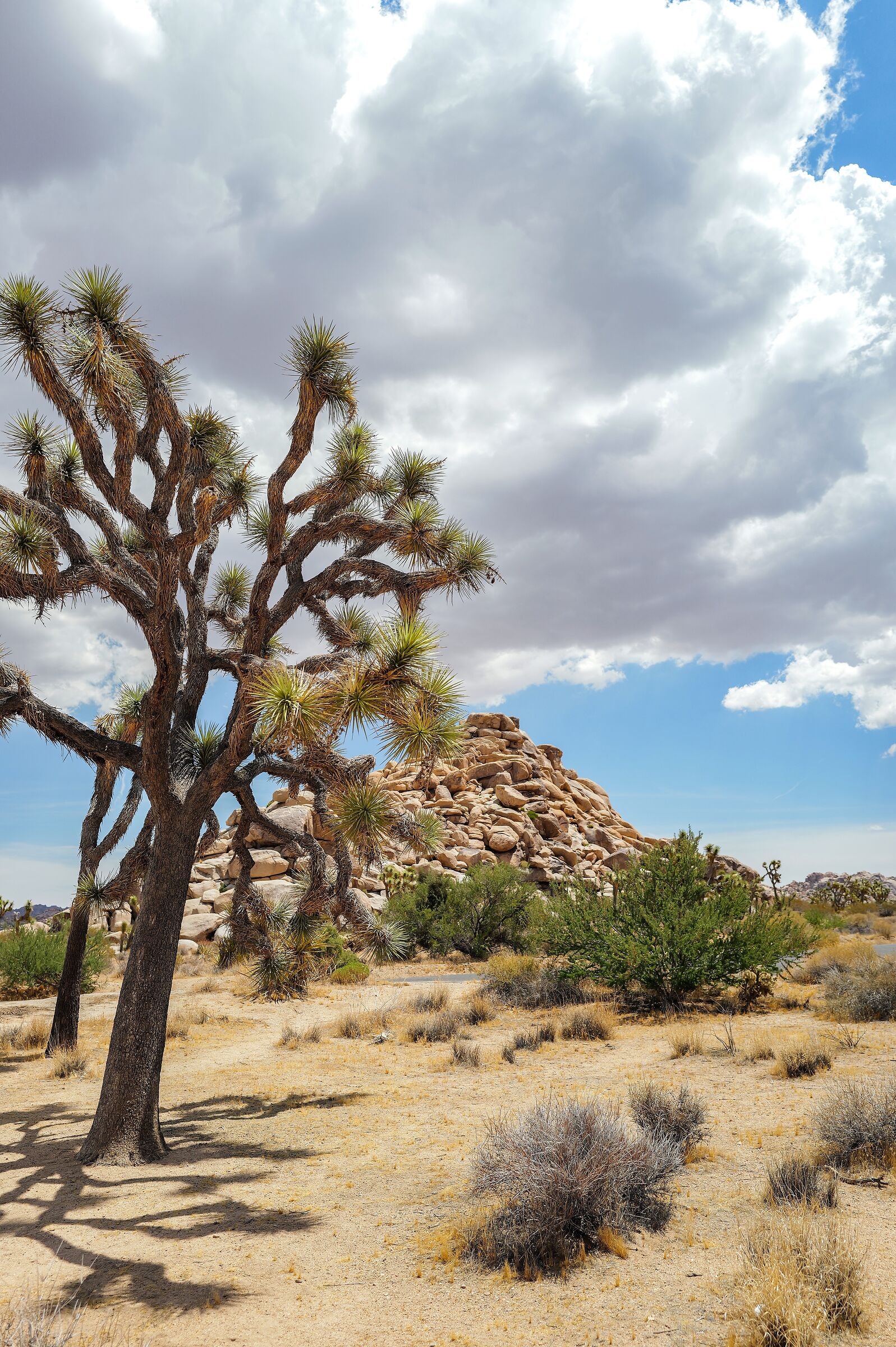 Joshua Tree National Park