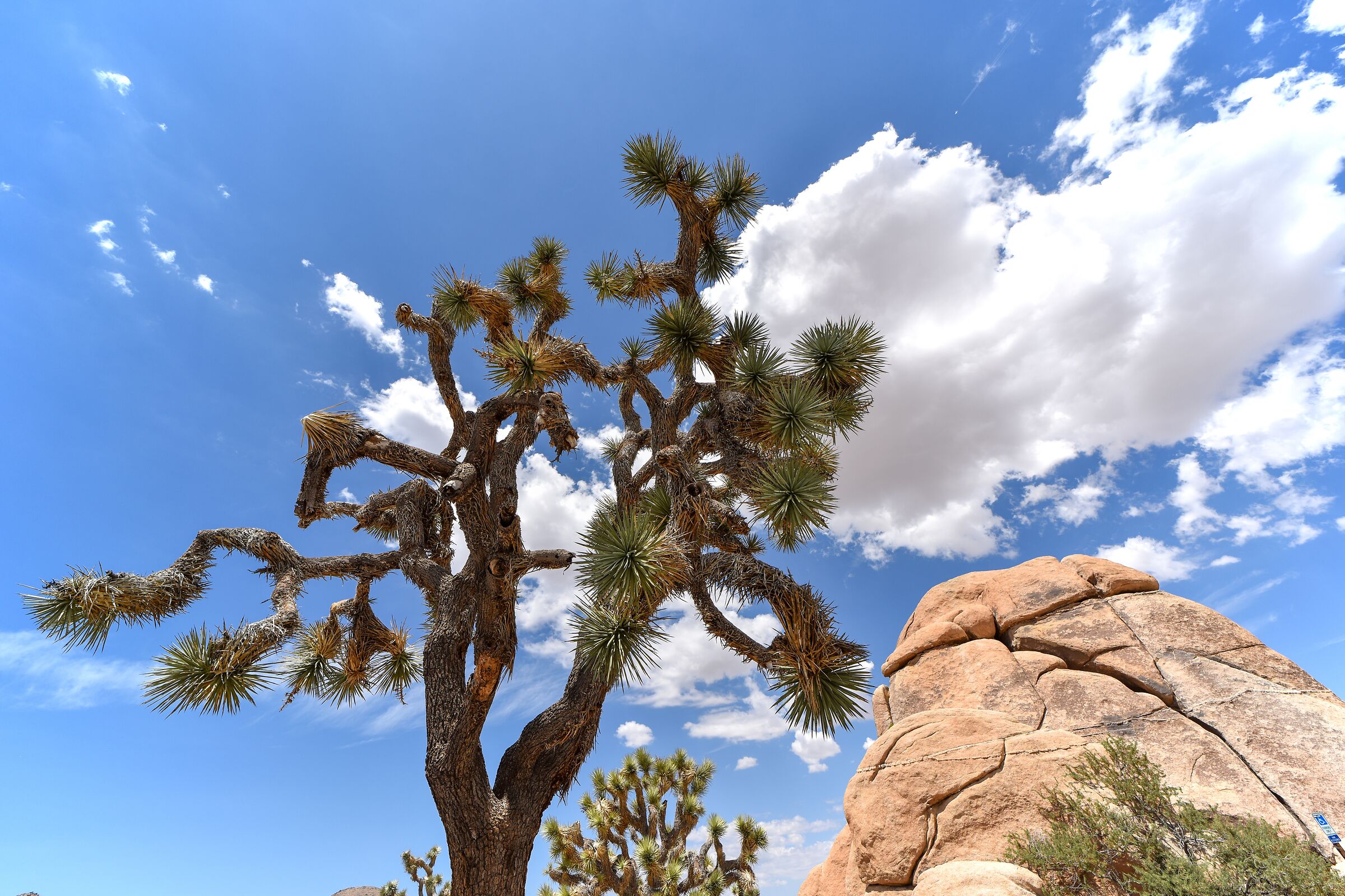 Joshua Tree National Park