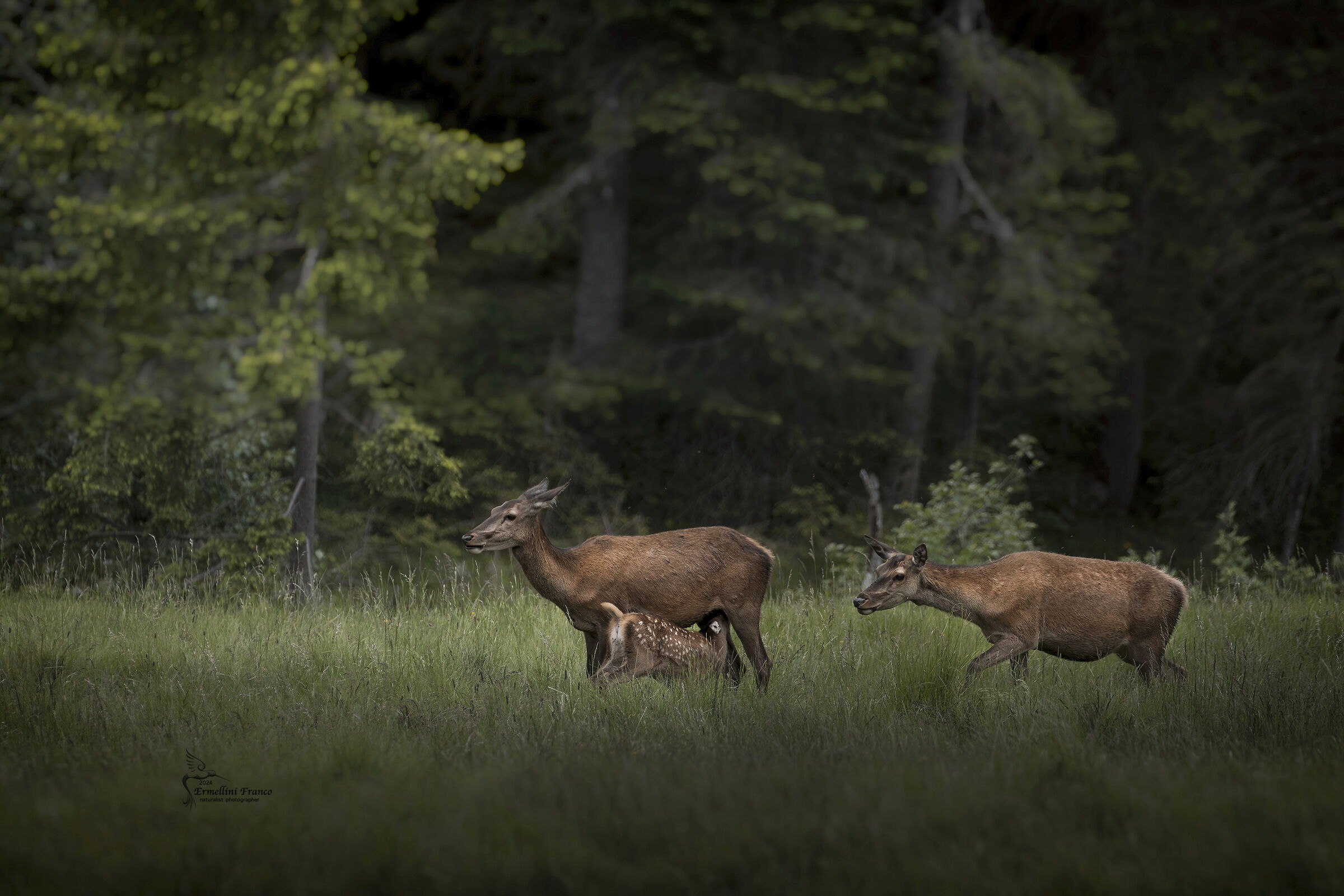 Female deer with baby