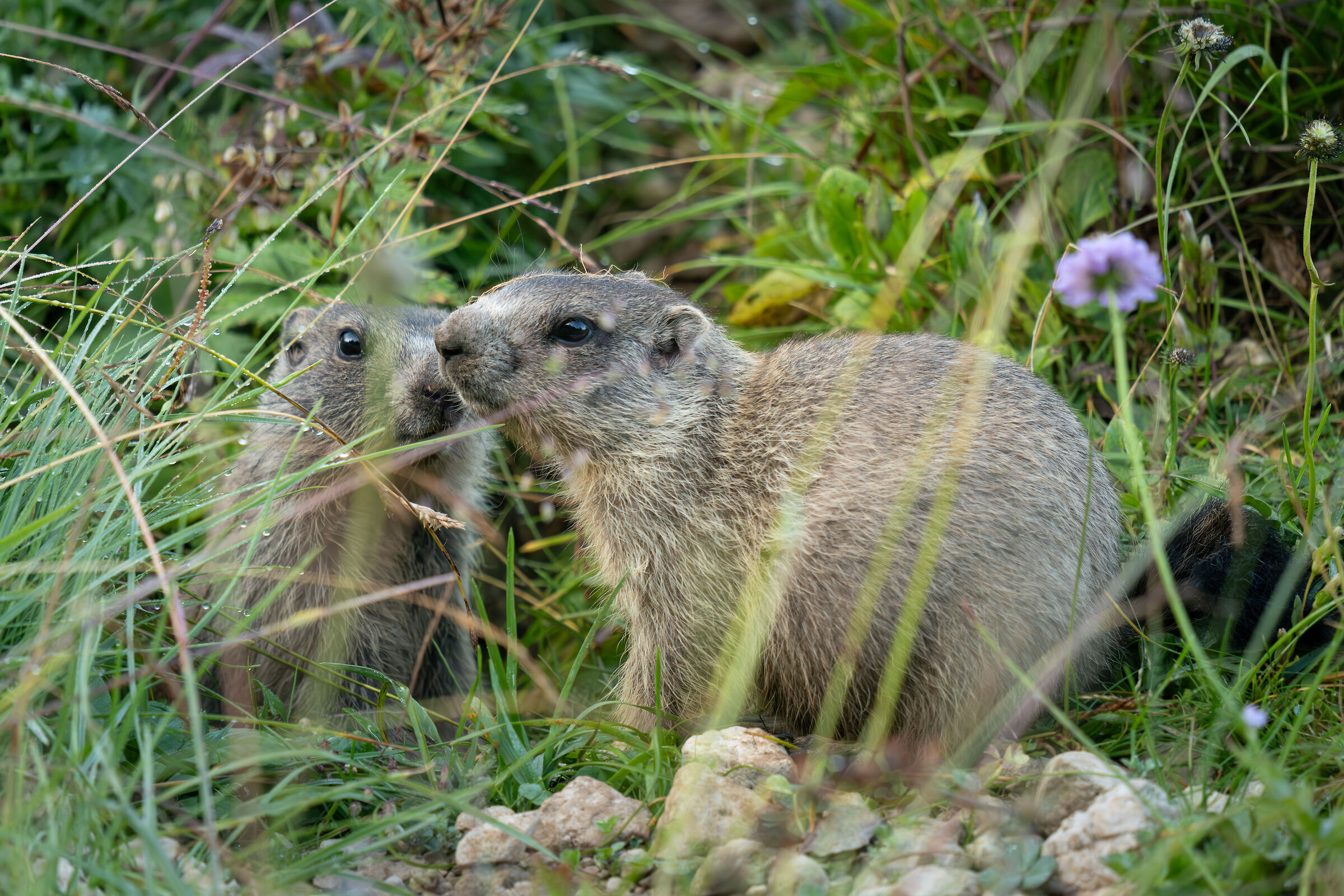 Marmots