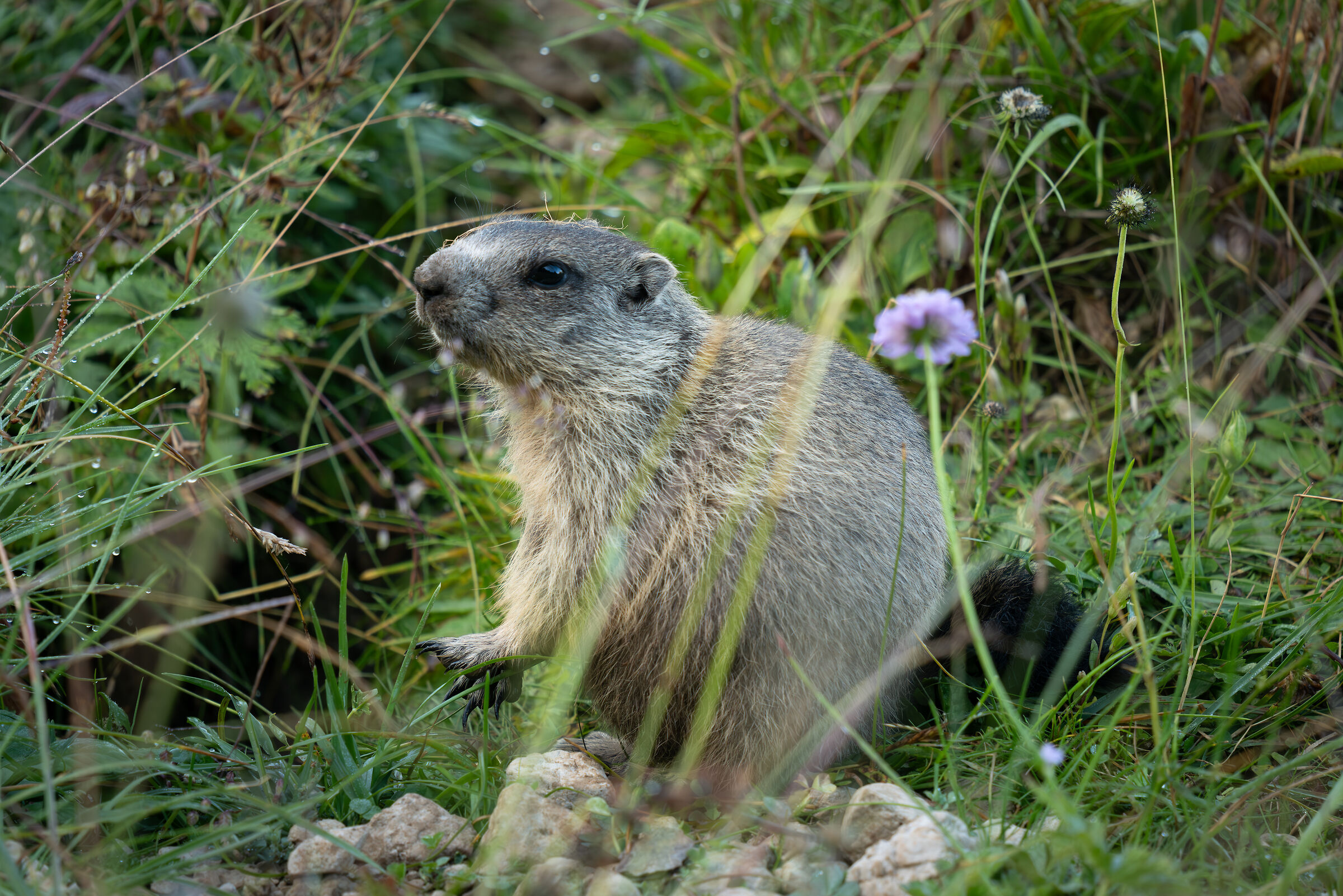 Marmot