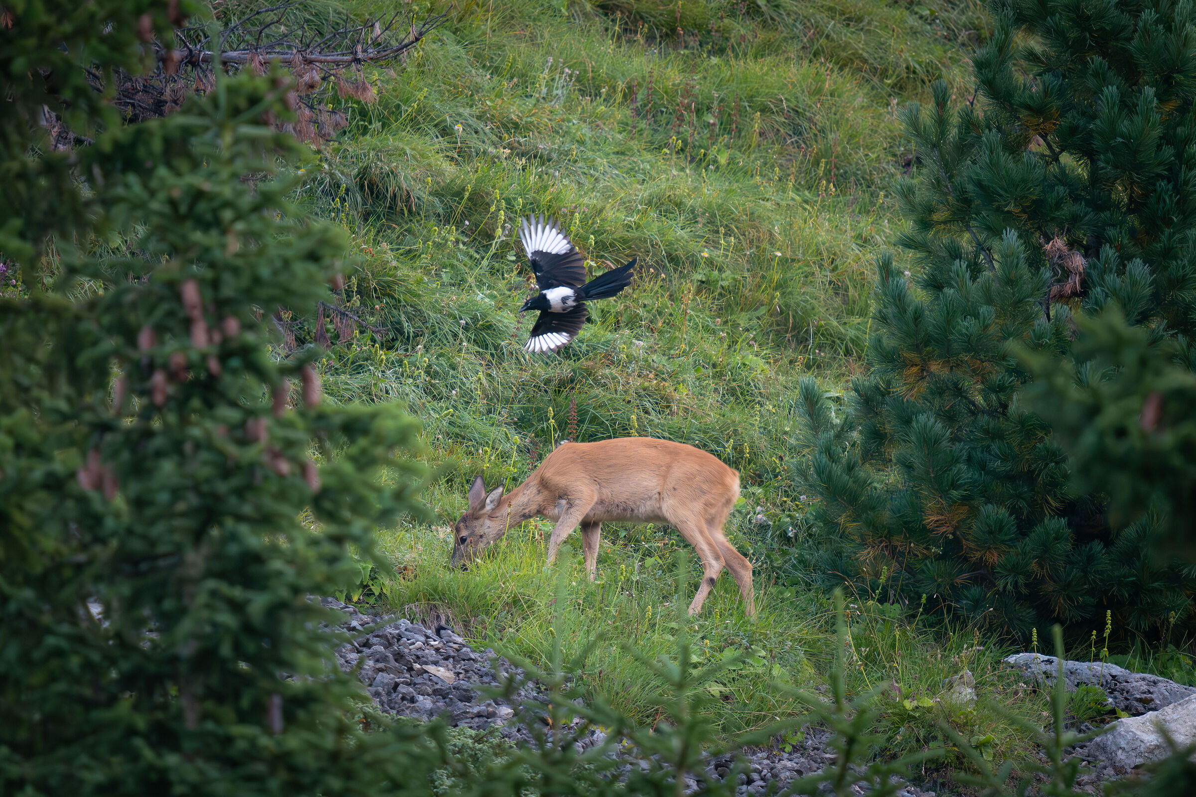 Lookout