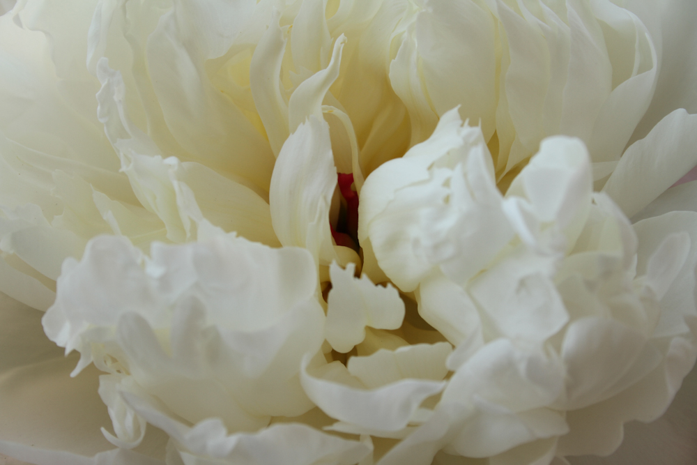 peony