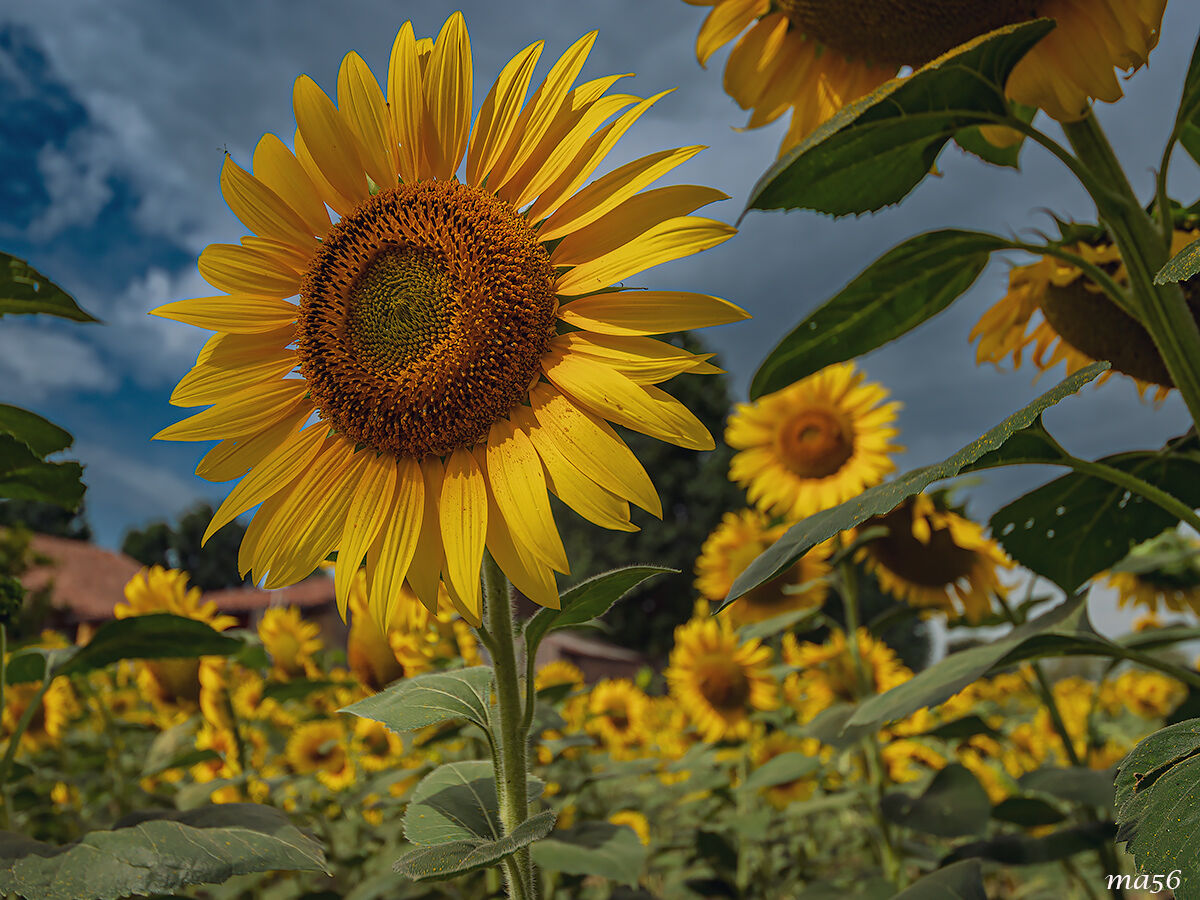 girasoli