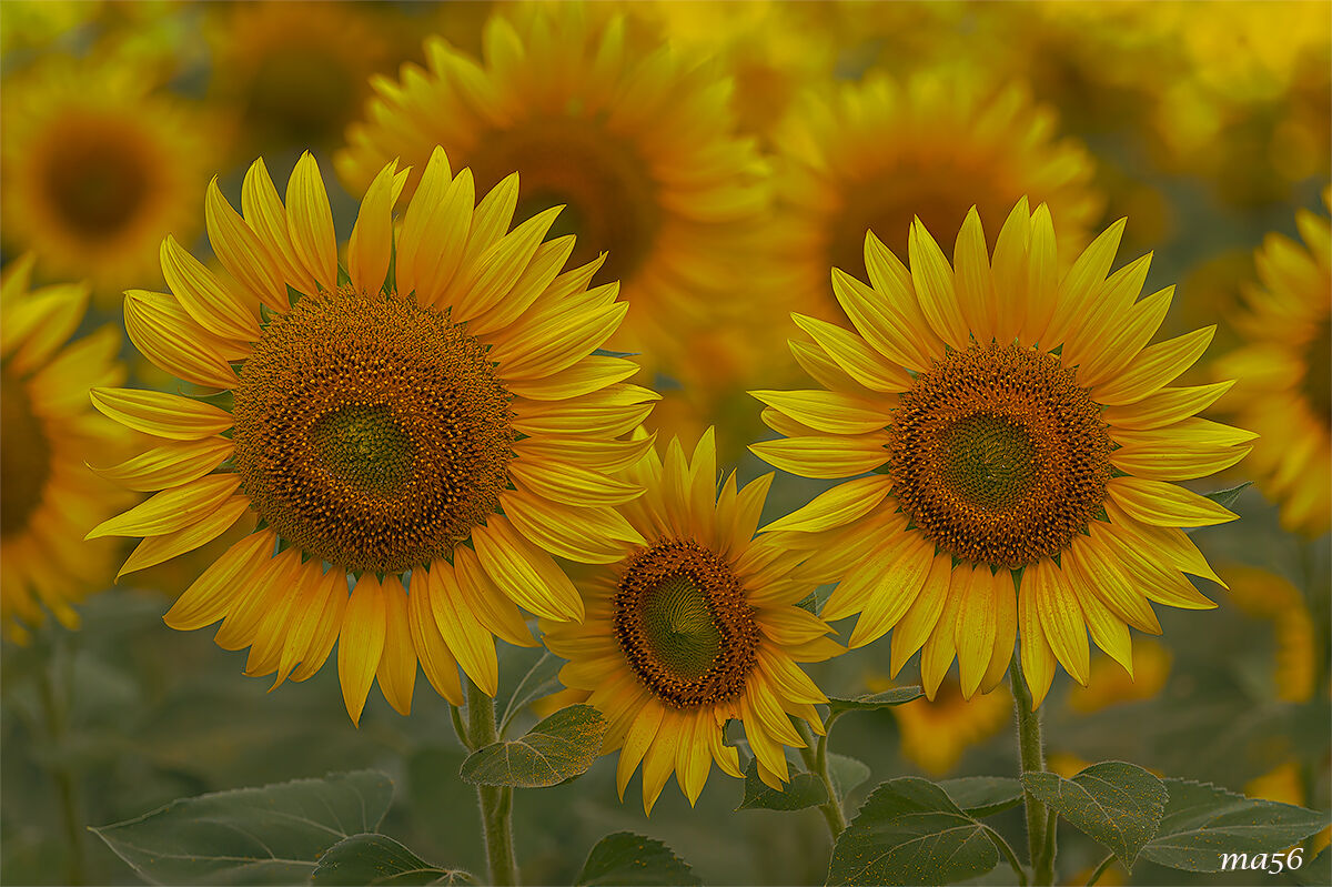 girasoli