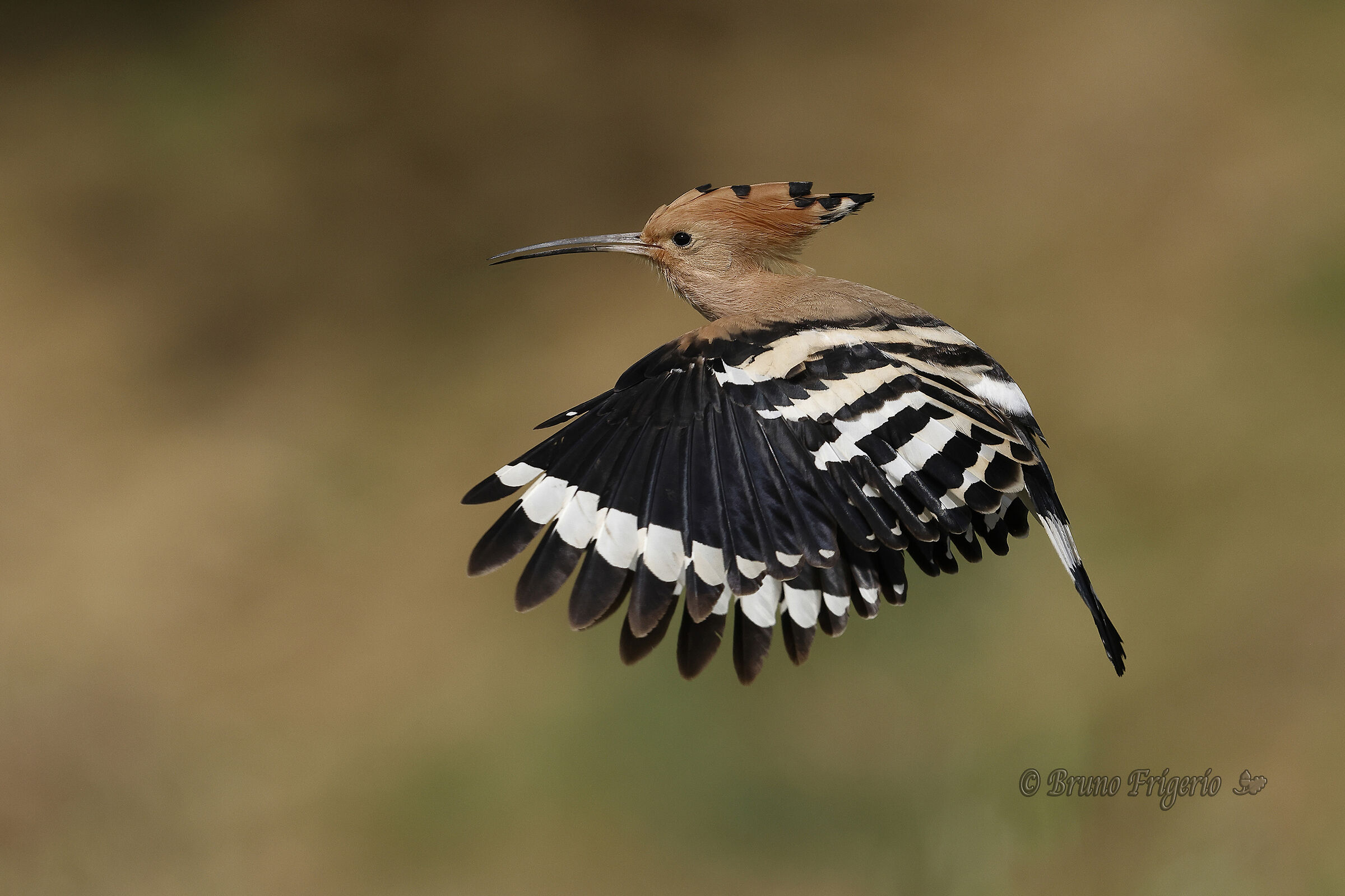 HOOPOE