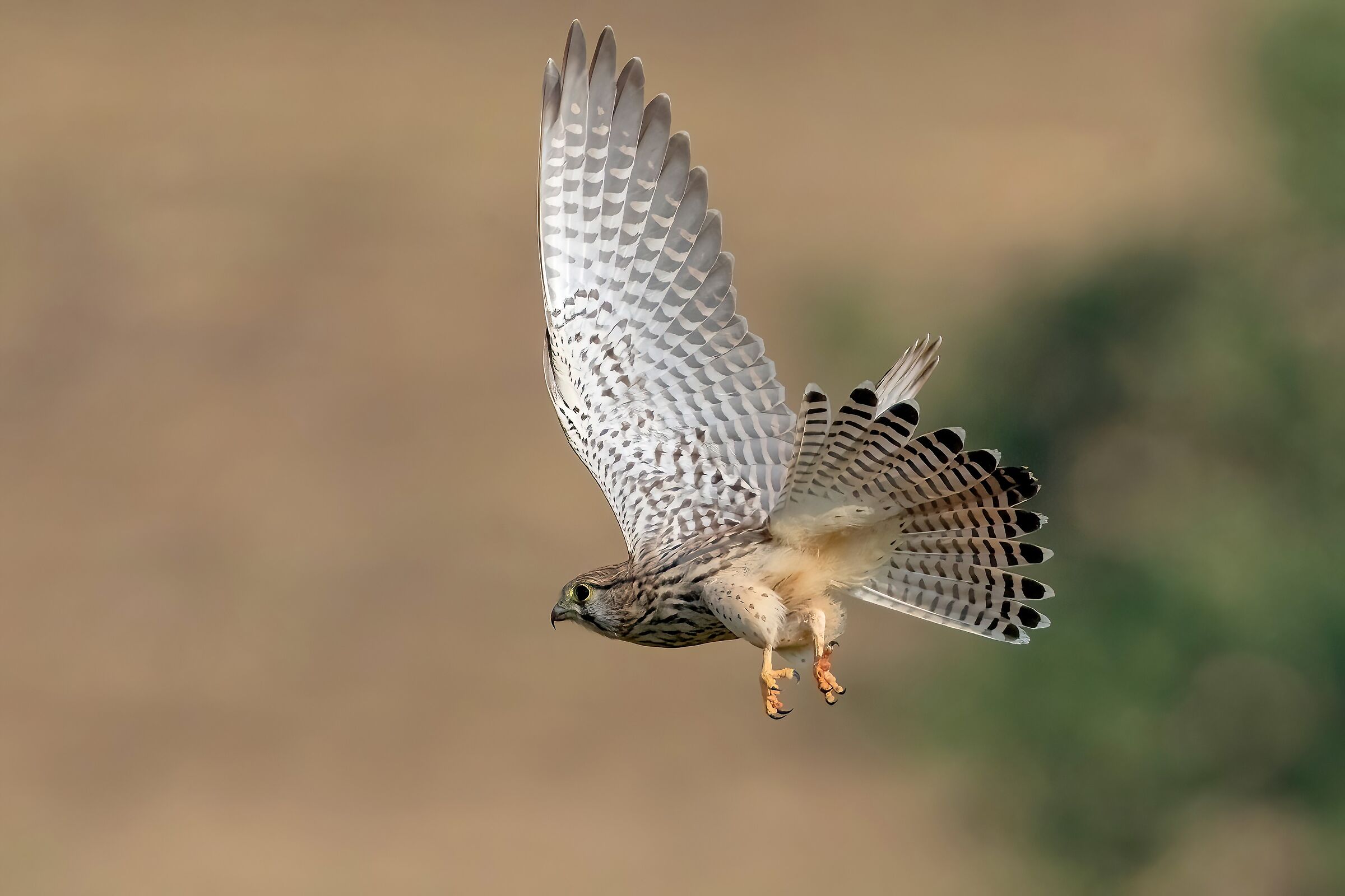 Kestrel (Falco tinnunculus)