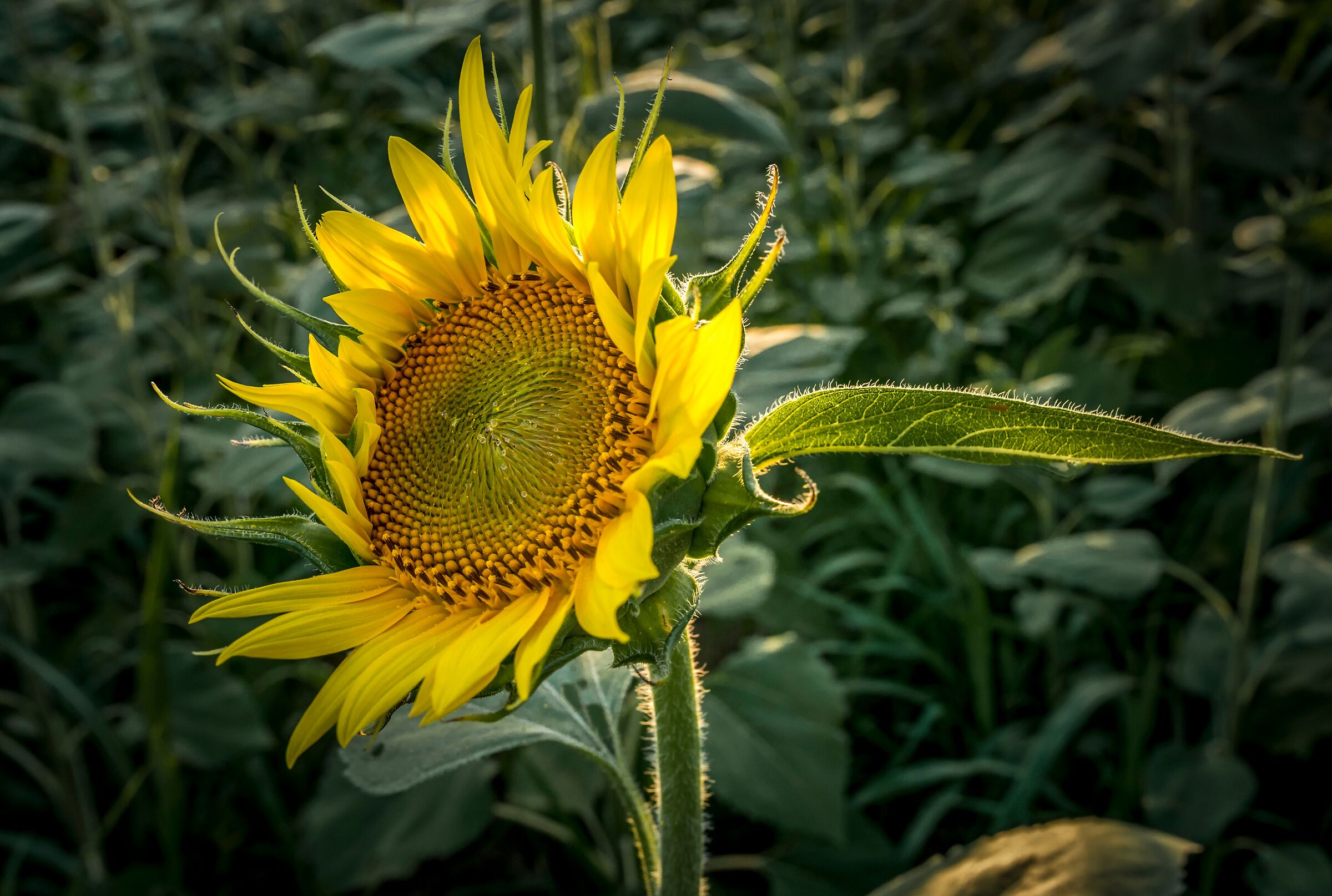 Pinwheel of color