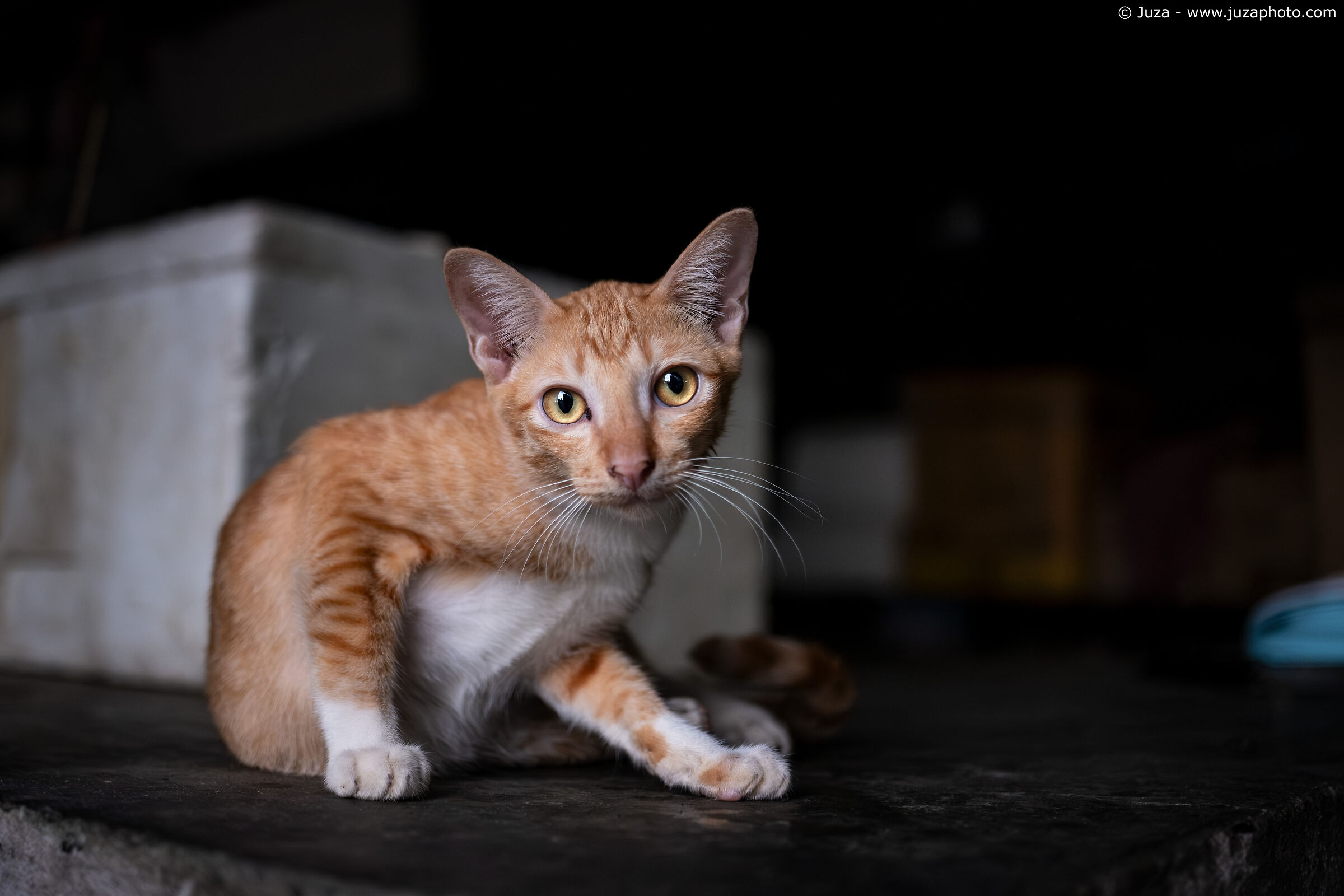 Cat in the shacks