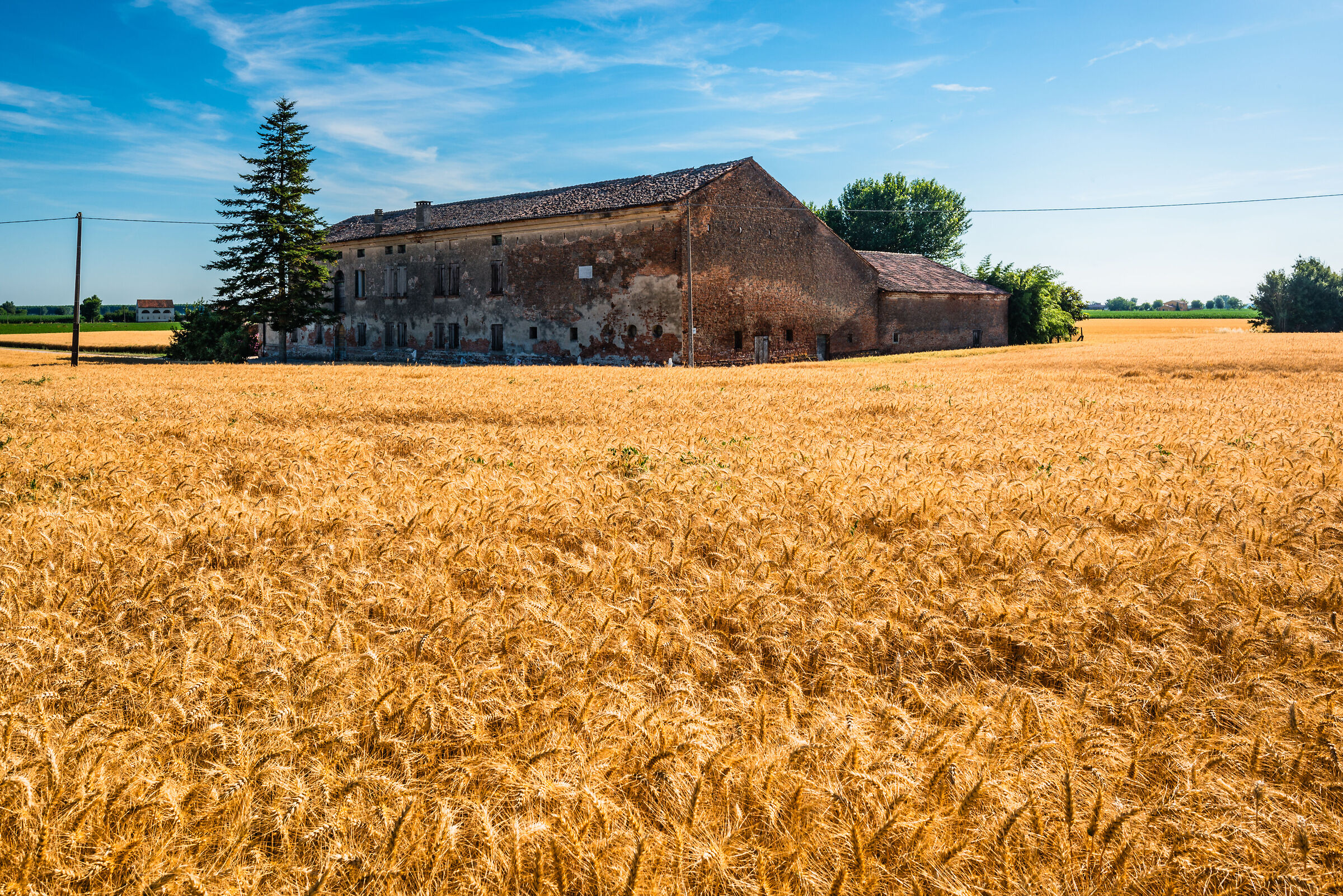 Circondata dal grano