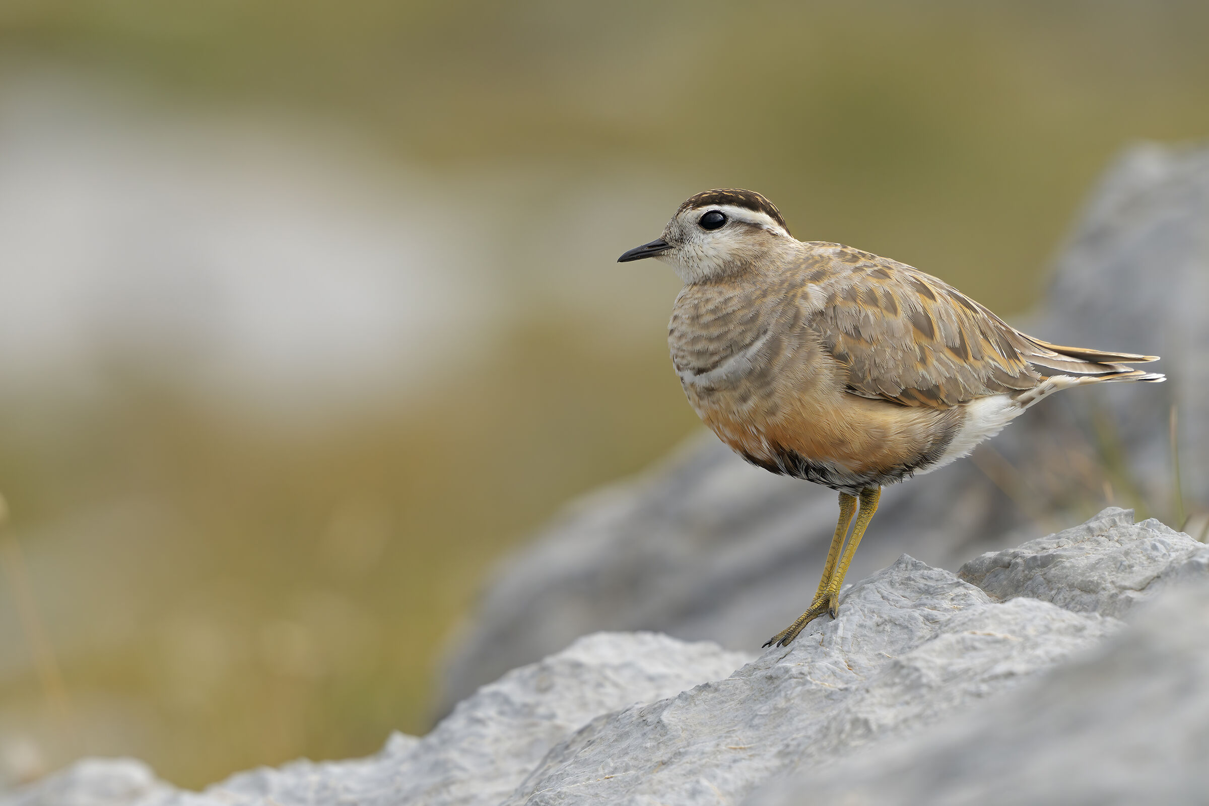 Tortolino plover