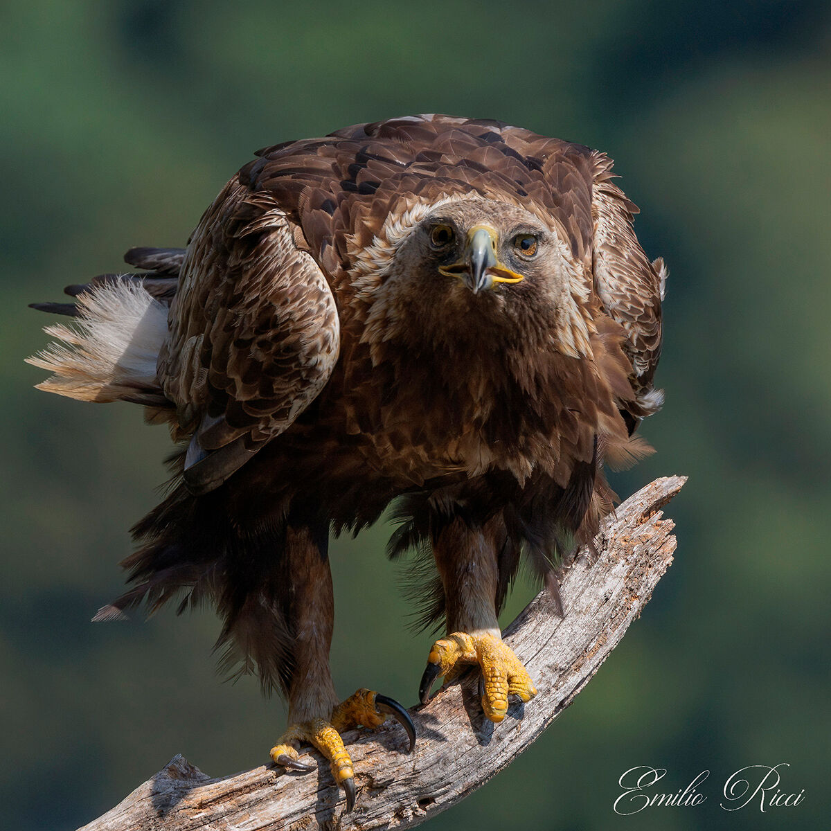 Golden Eagle Italian Alps
