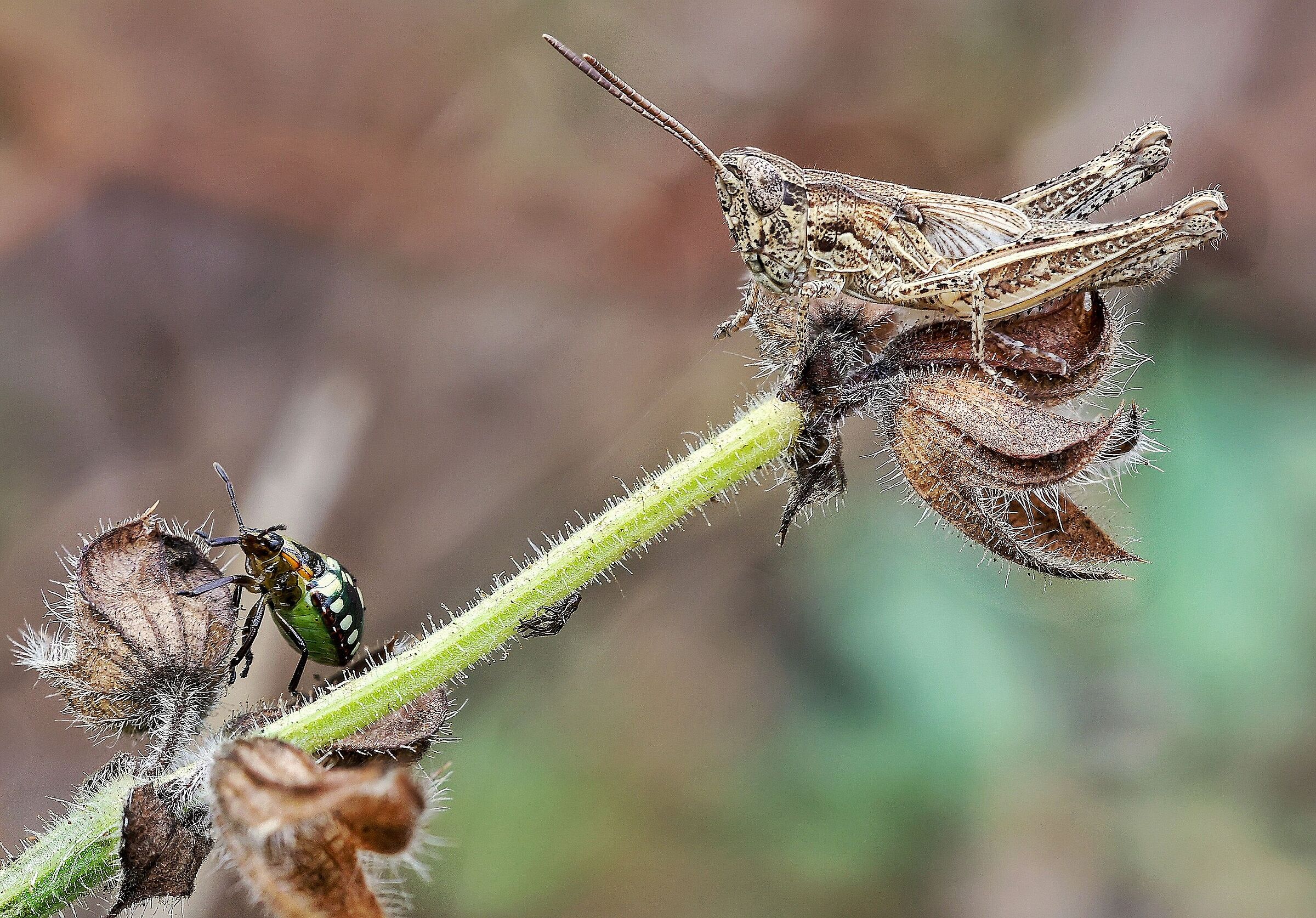 Chorthippus brunneus e neanide di Nezara viridula