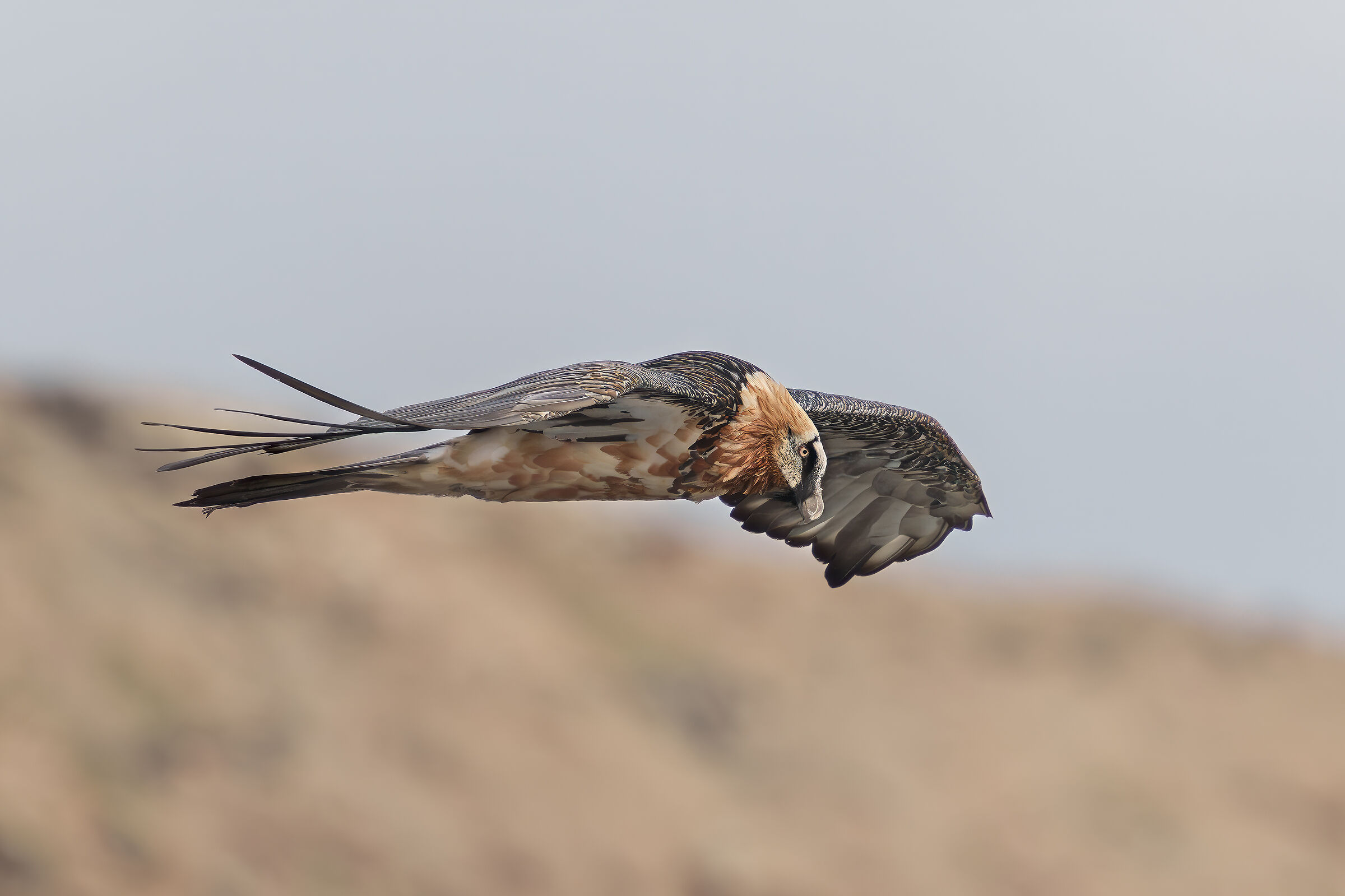 Gipeto Passo dello Stelvio
