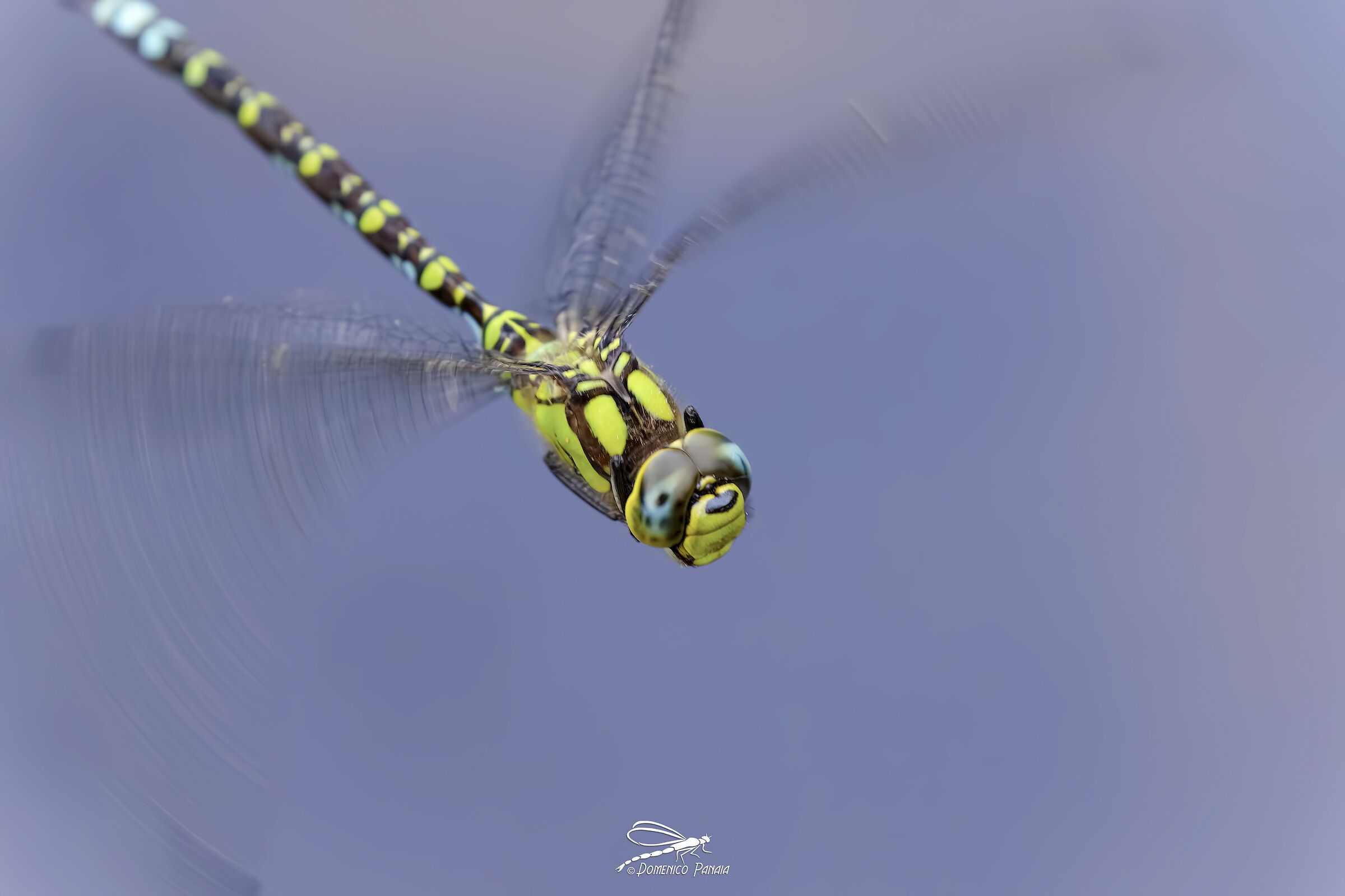 aeshna cyanea maschio