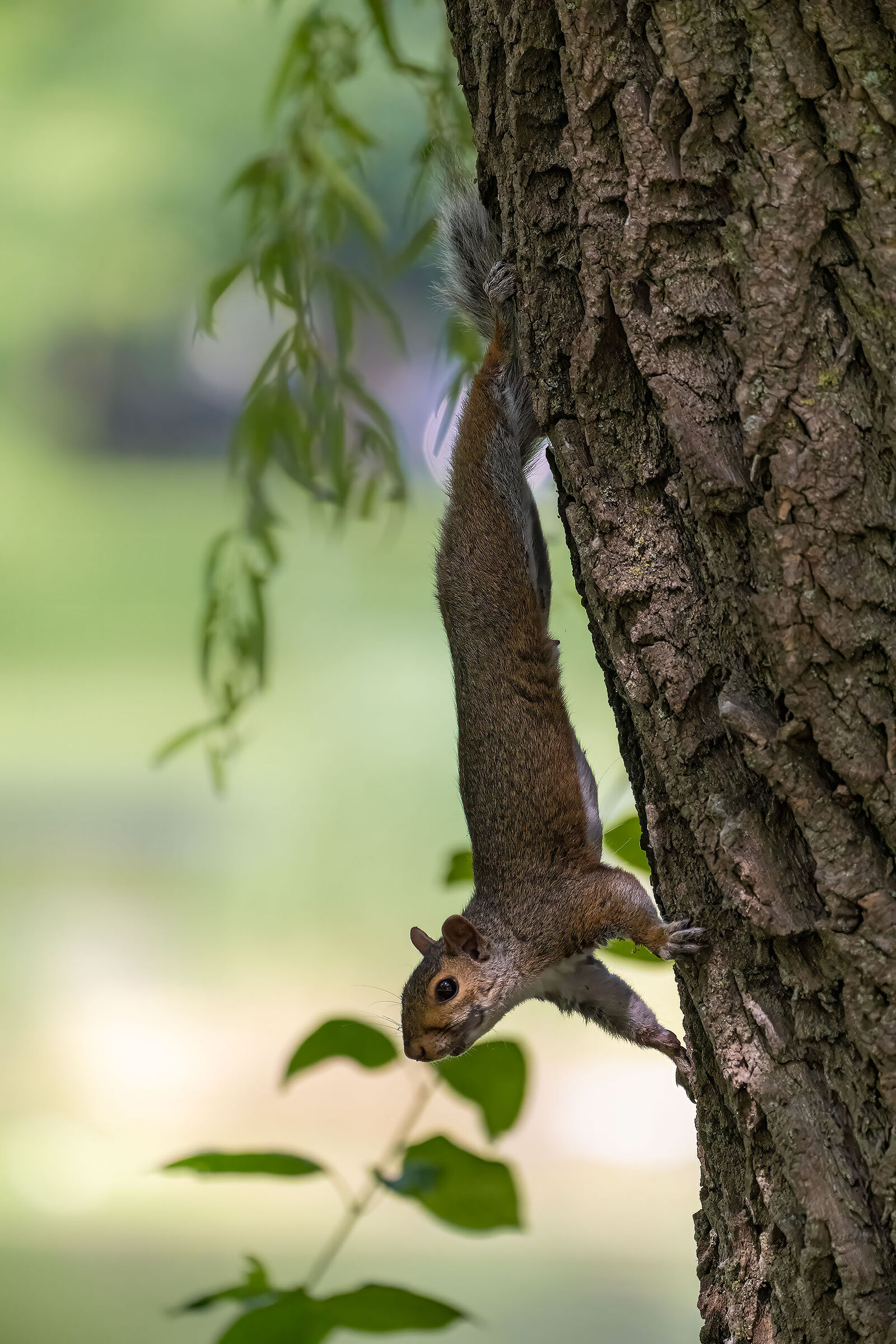 Sciurus Carolinensis