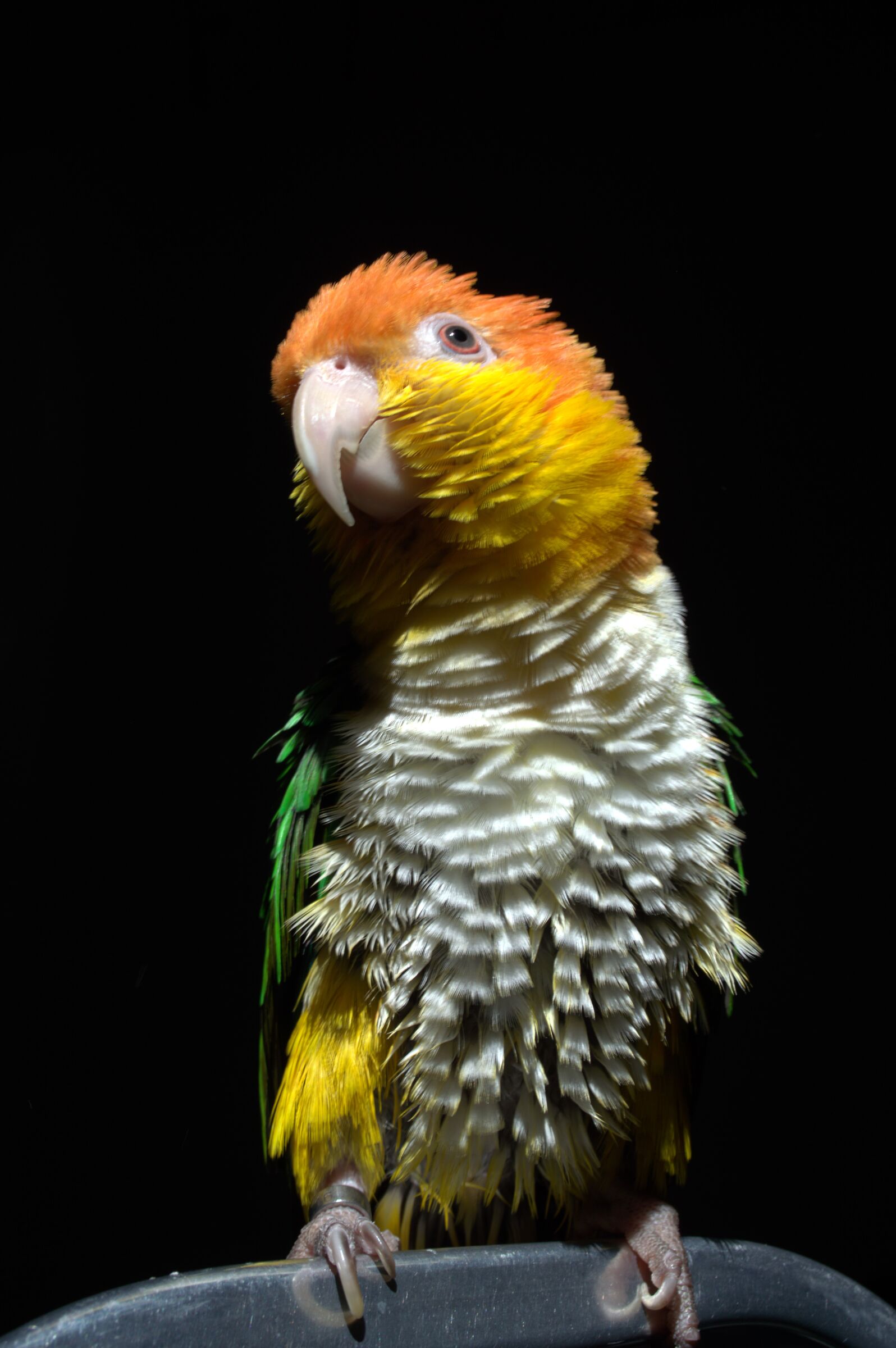 bagnetto