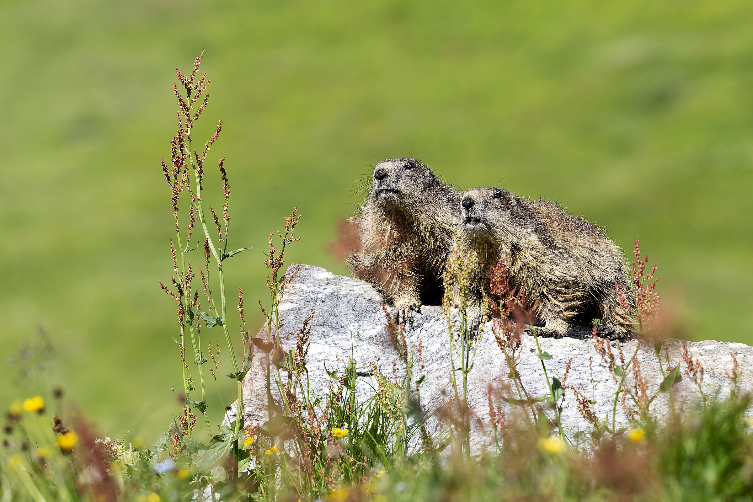 Marmotte di vedetta.