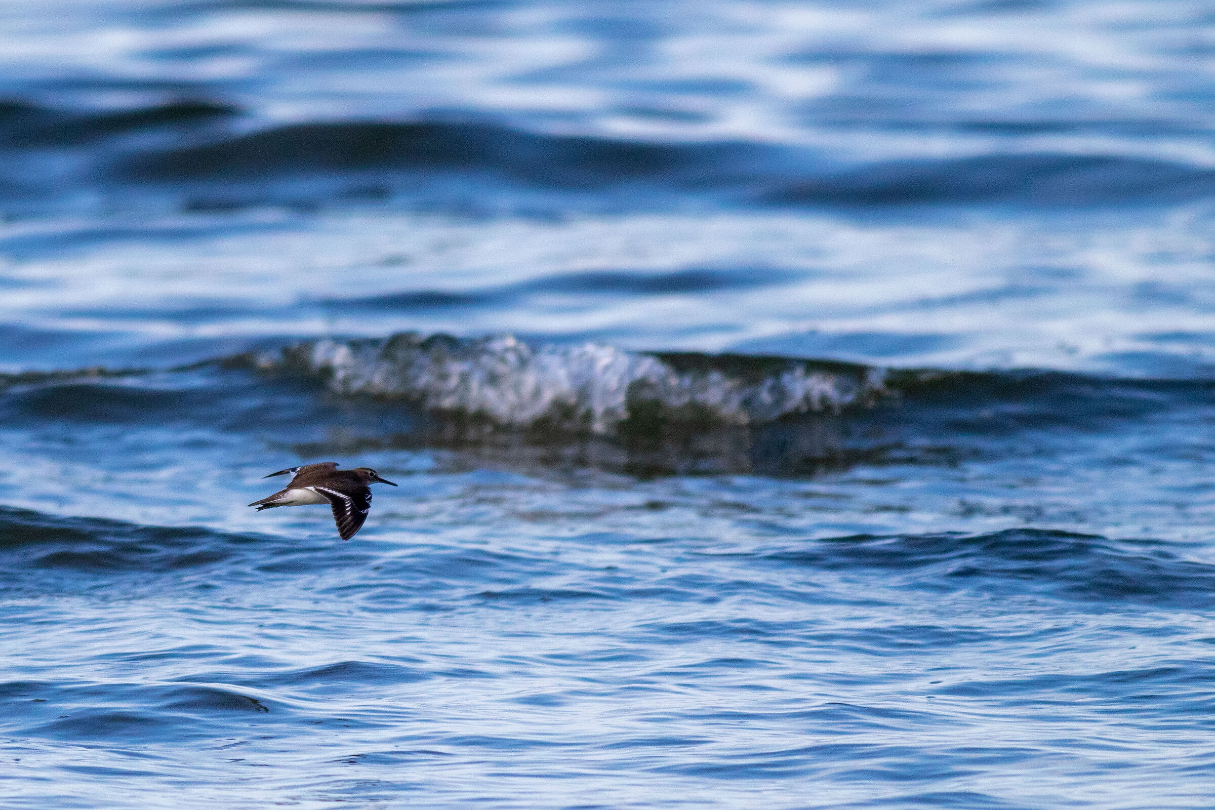 Common Sandpiper Actitis hypoleucos