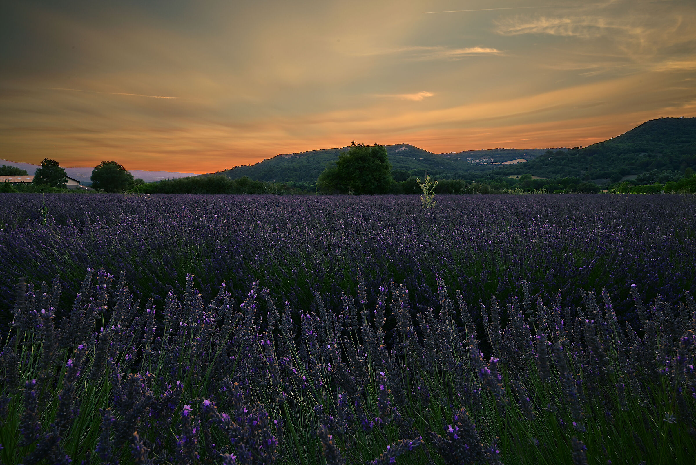 sunset lavender