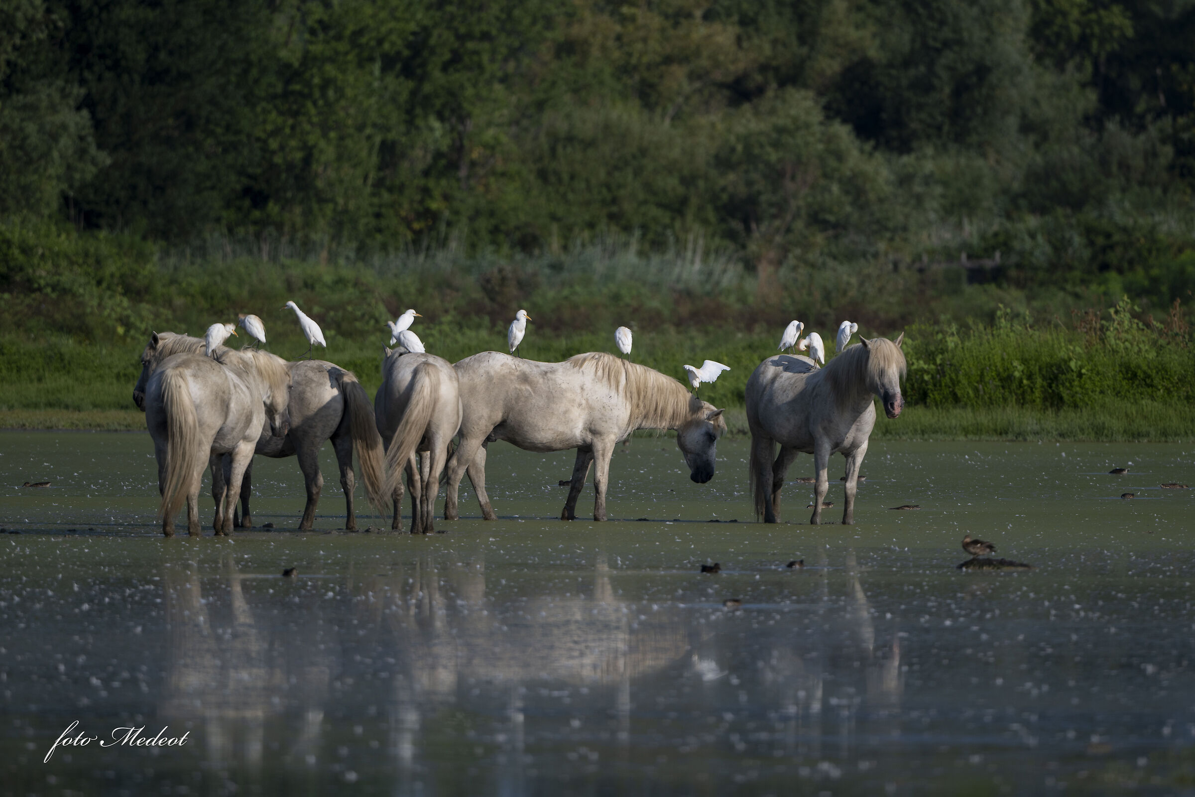 Cavalli a riposo e Aironi