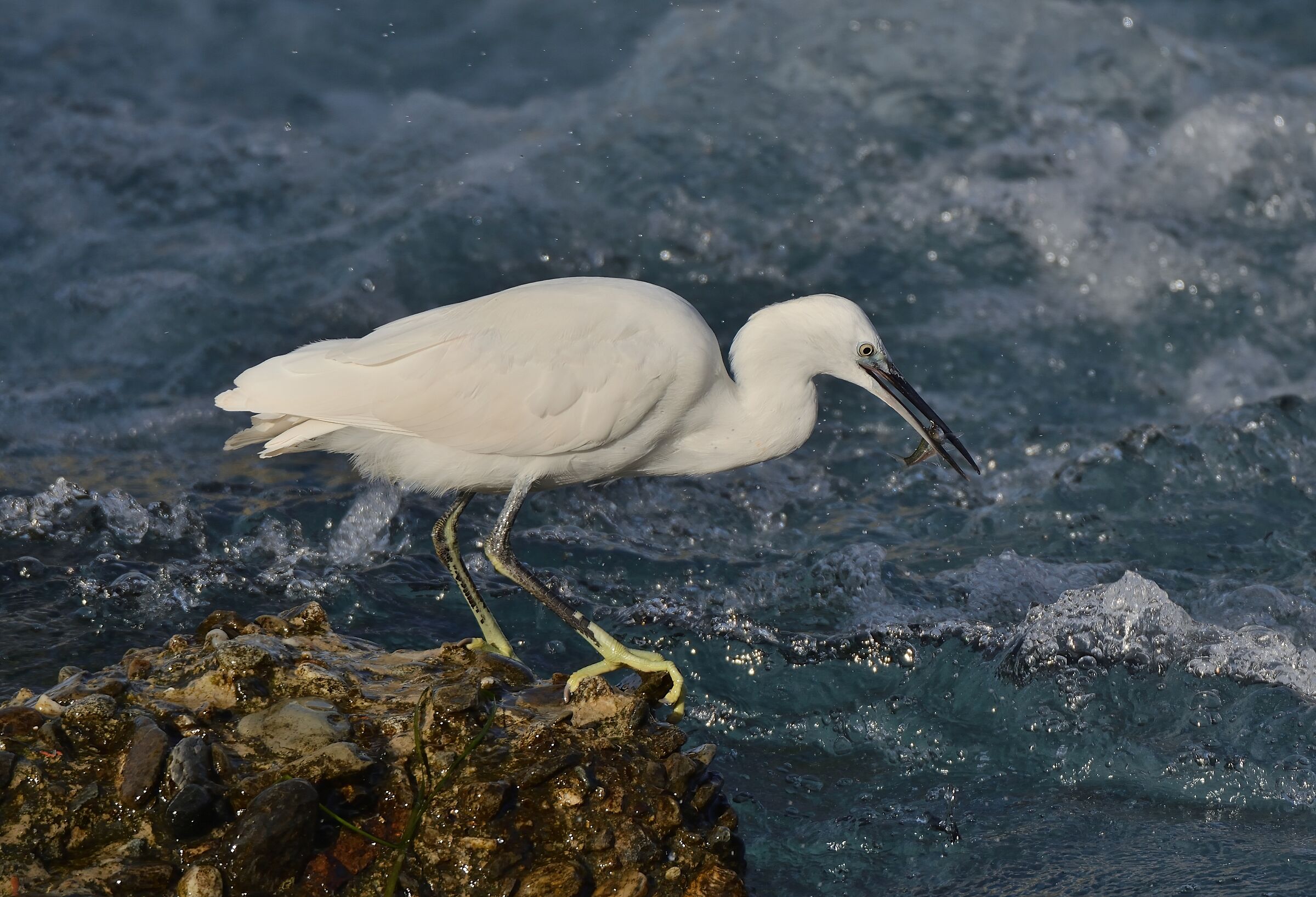 Egret