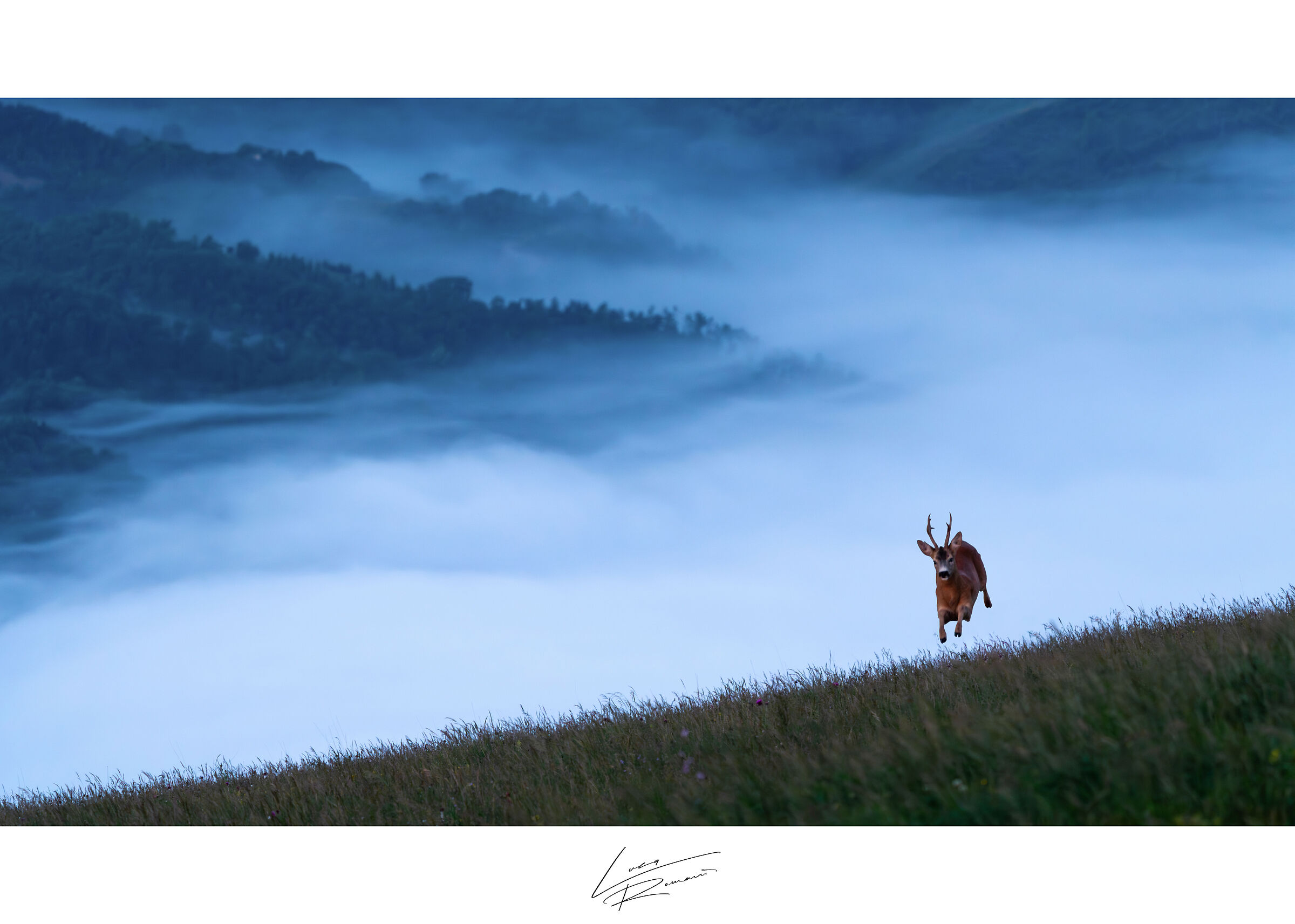 Roe deer and the fog