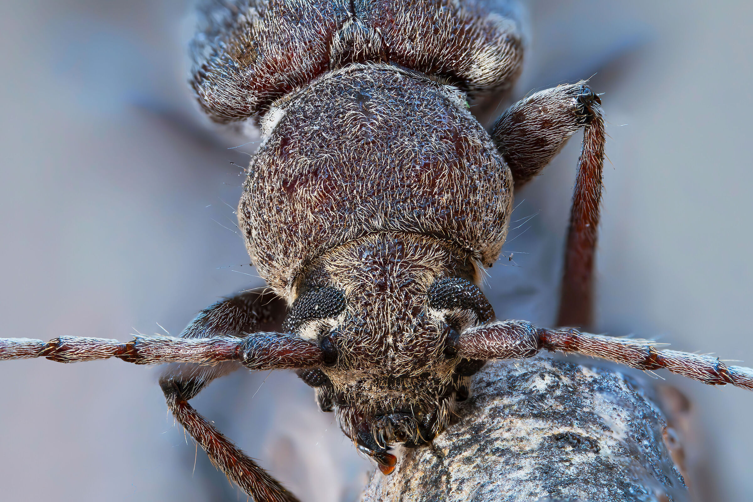 Trichoferus holosericeus