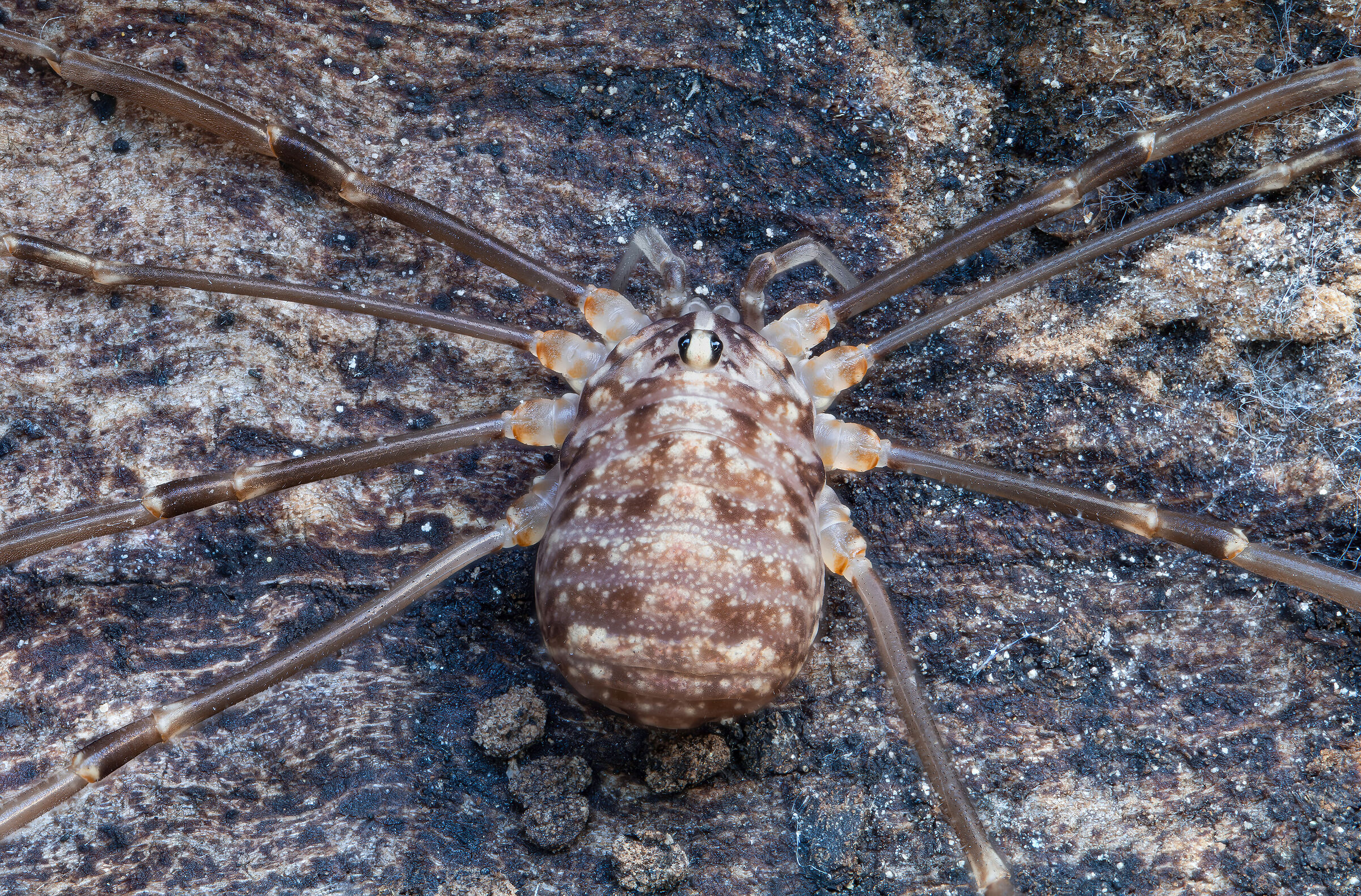 Opiliones sp. z o.o.