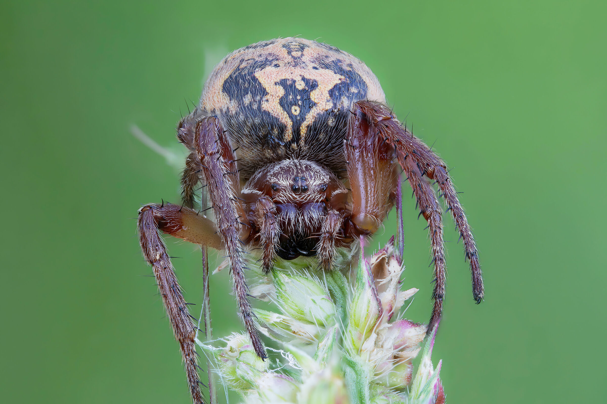 Larinoides sp. z o.o.