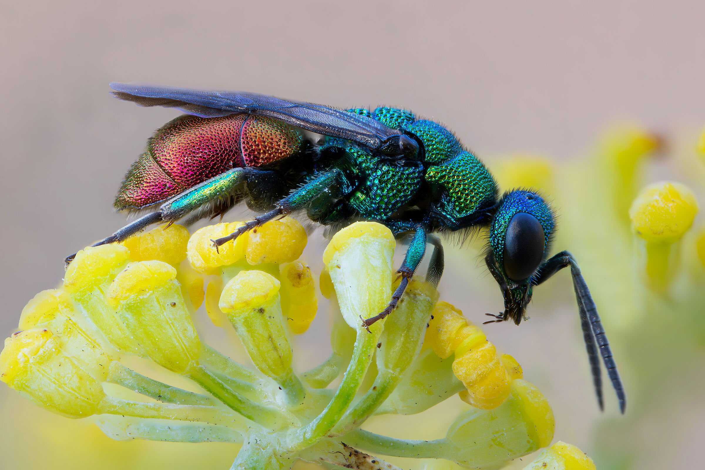 Chrysididae sp. z o.o.
