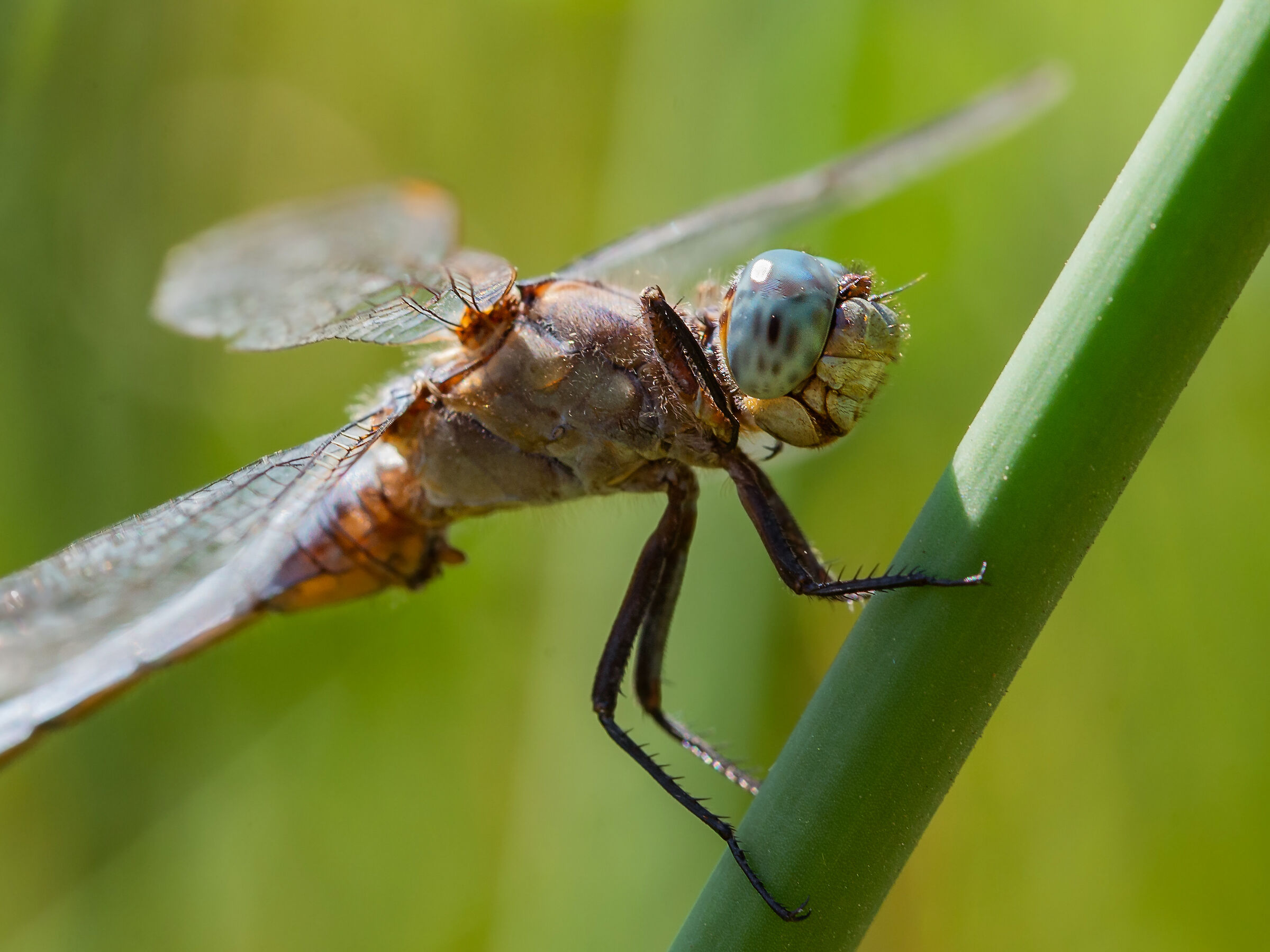 Libellula red Shadows