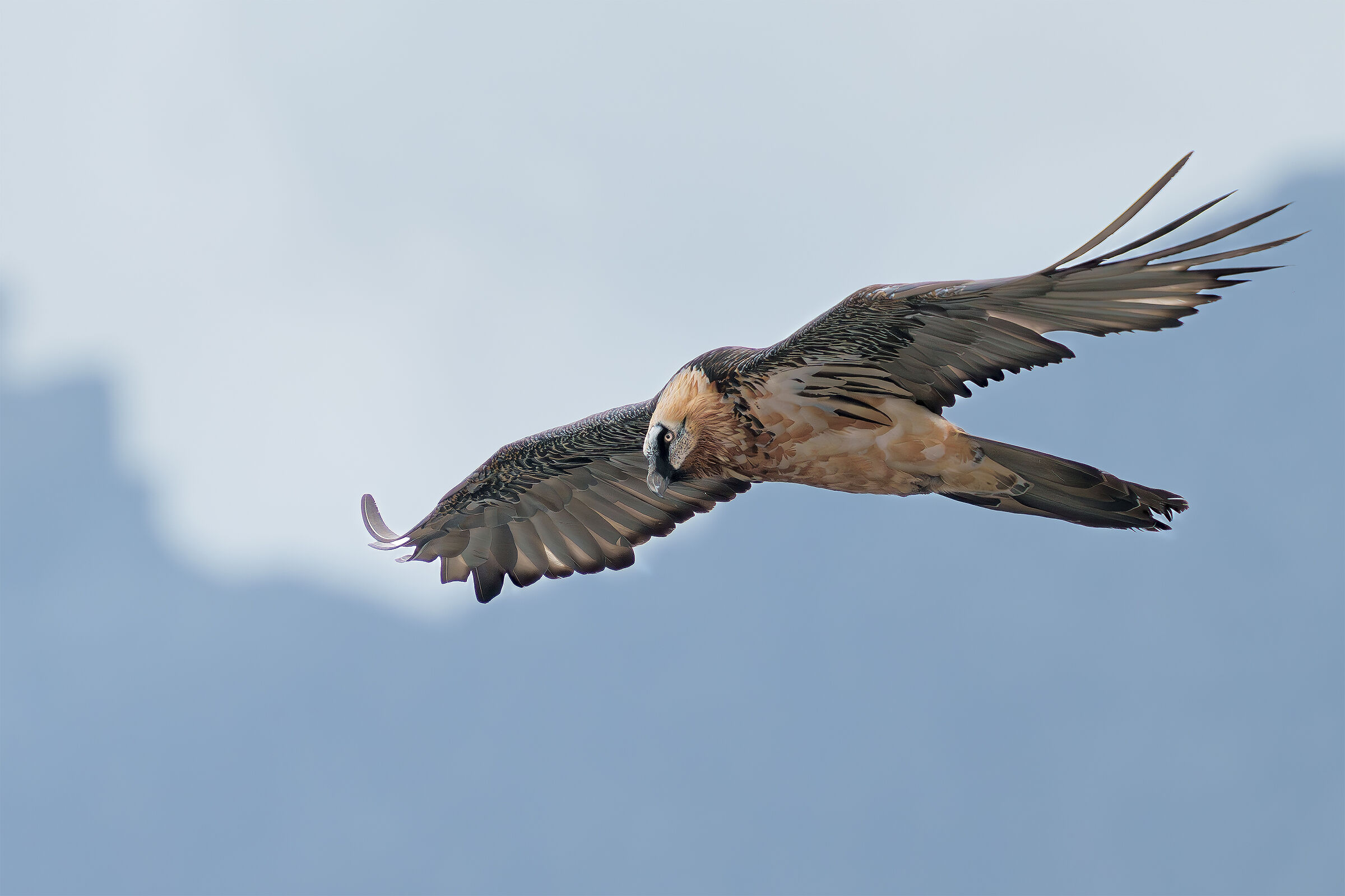 Gipeto Passo dello Stelvio