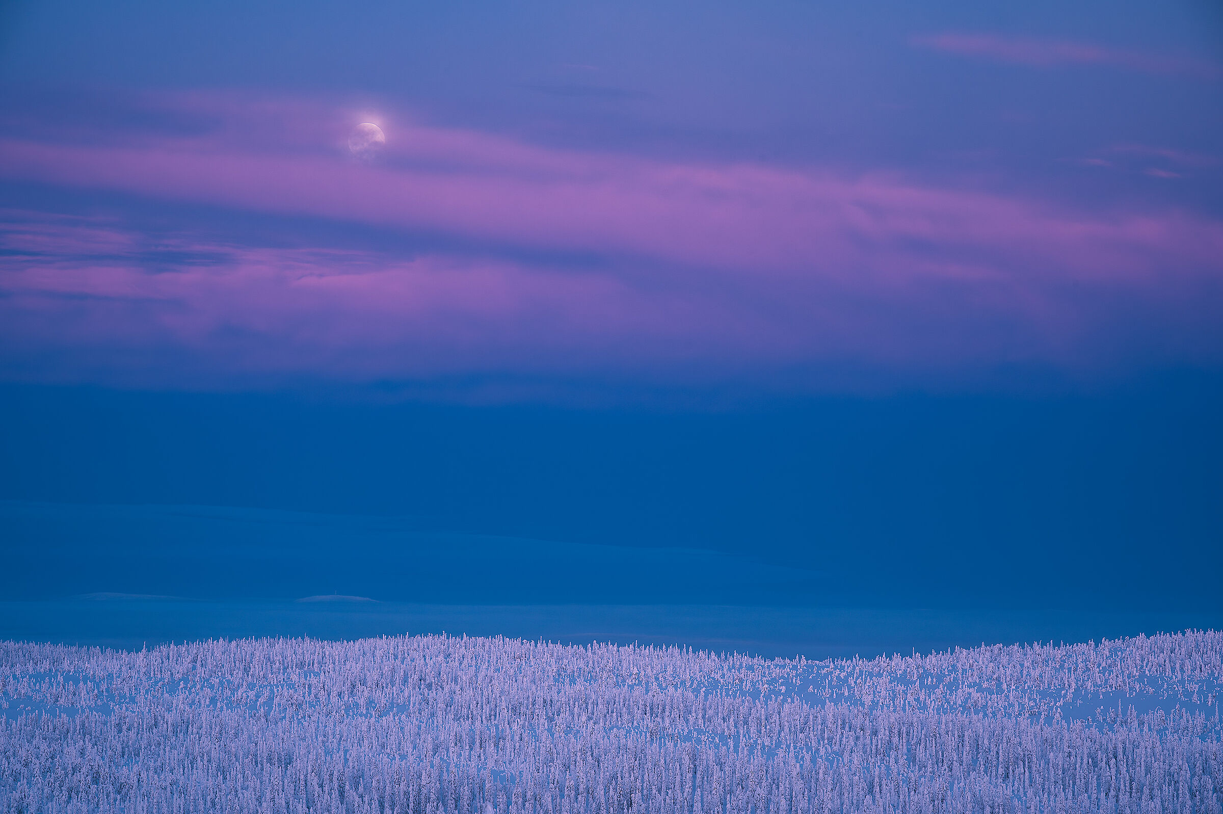 Lapponia - olio su tela