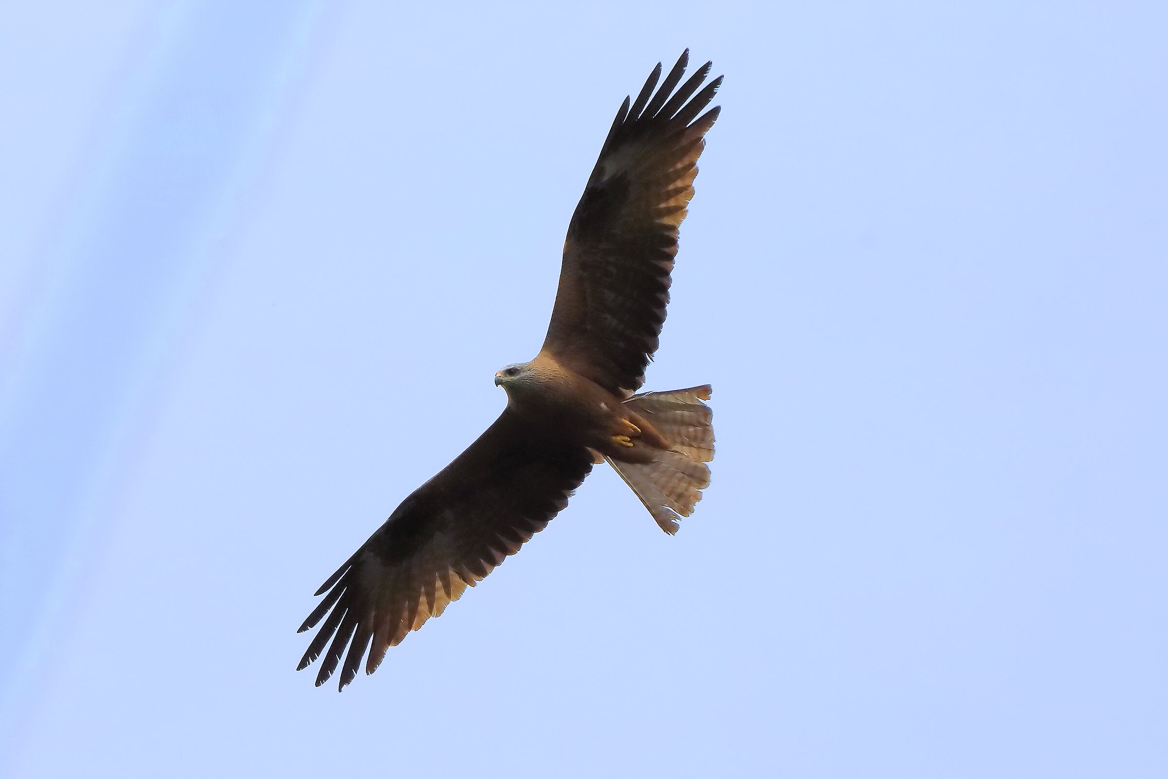 Nibbio bruno 07 aprile 2024 - 0263