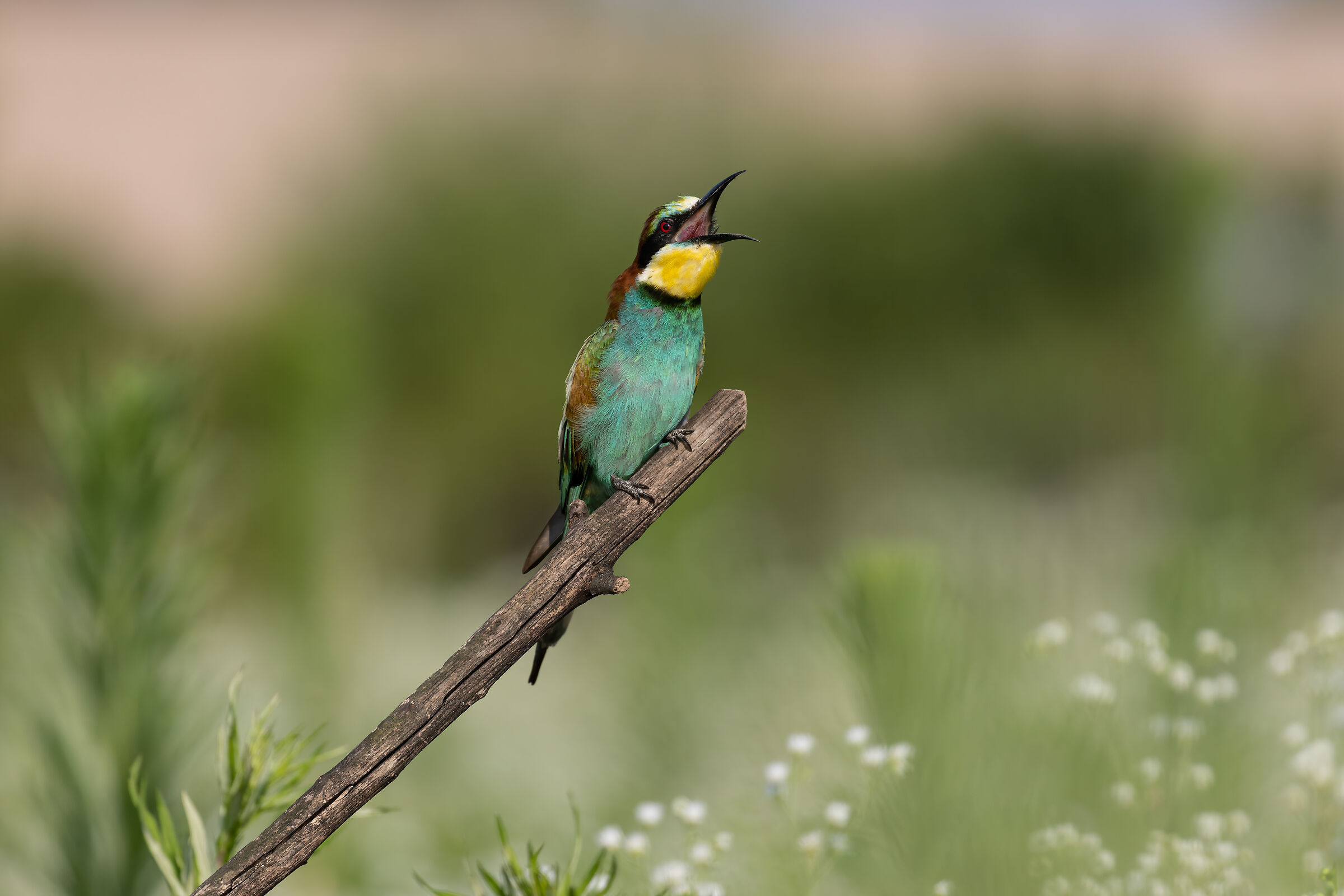 Bee-eater