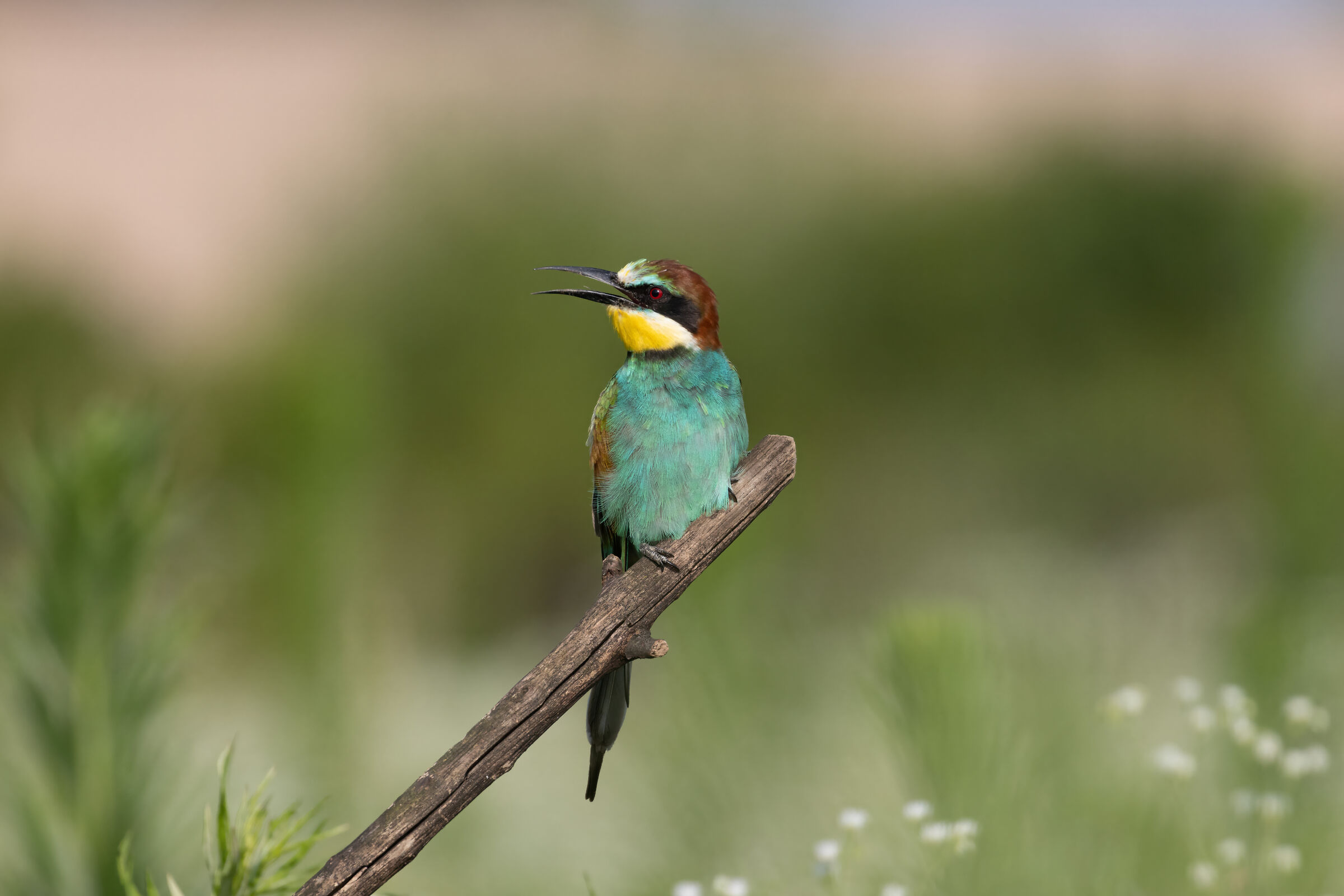 Bee-eater