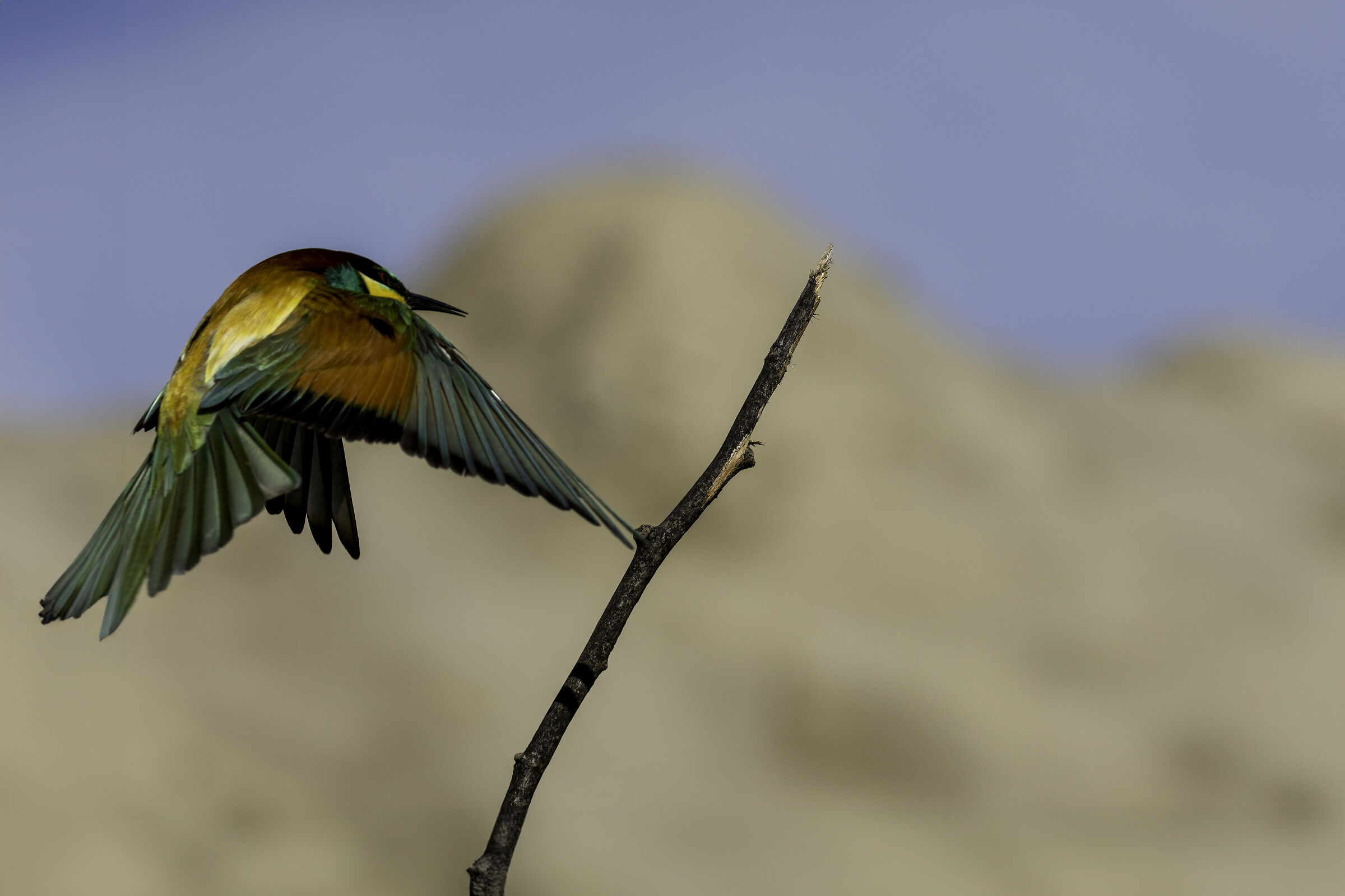 Bee-eater