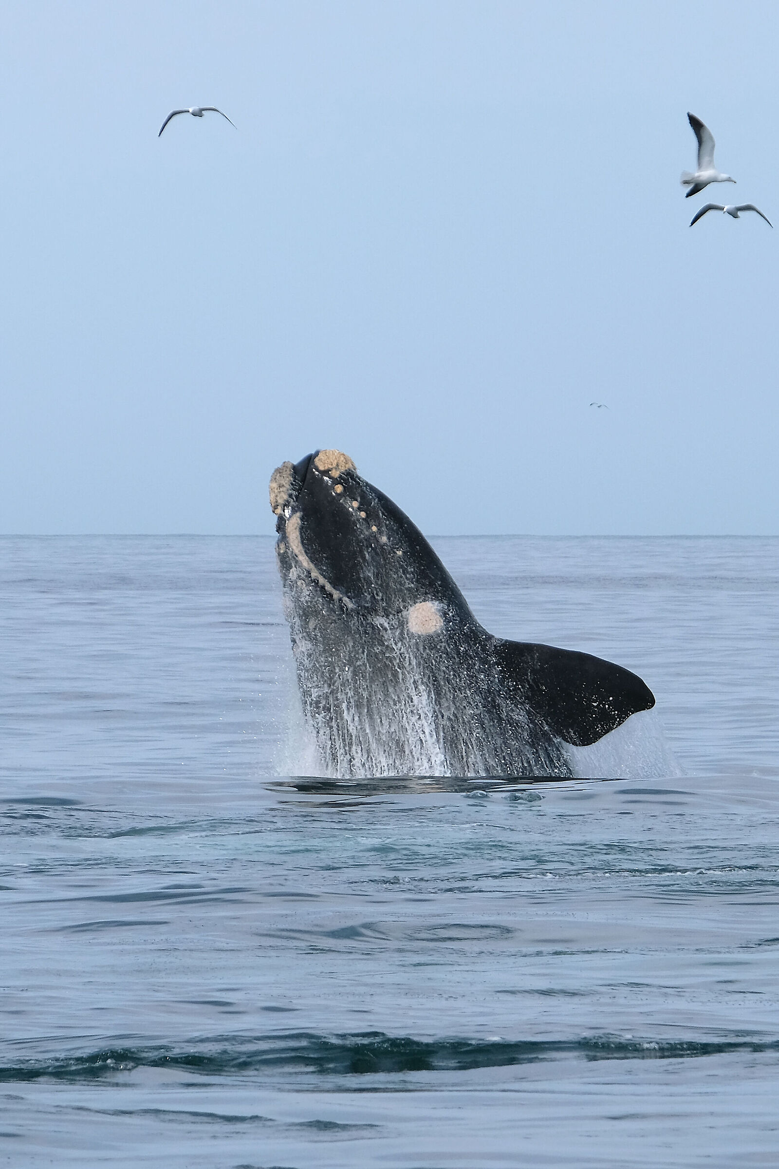 Il gigante buono