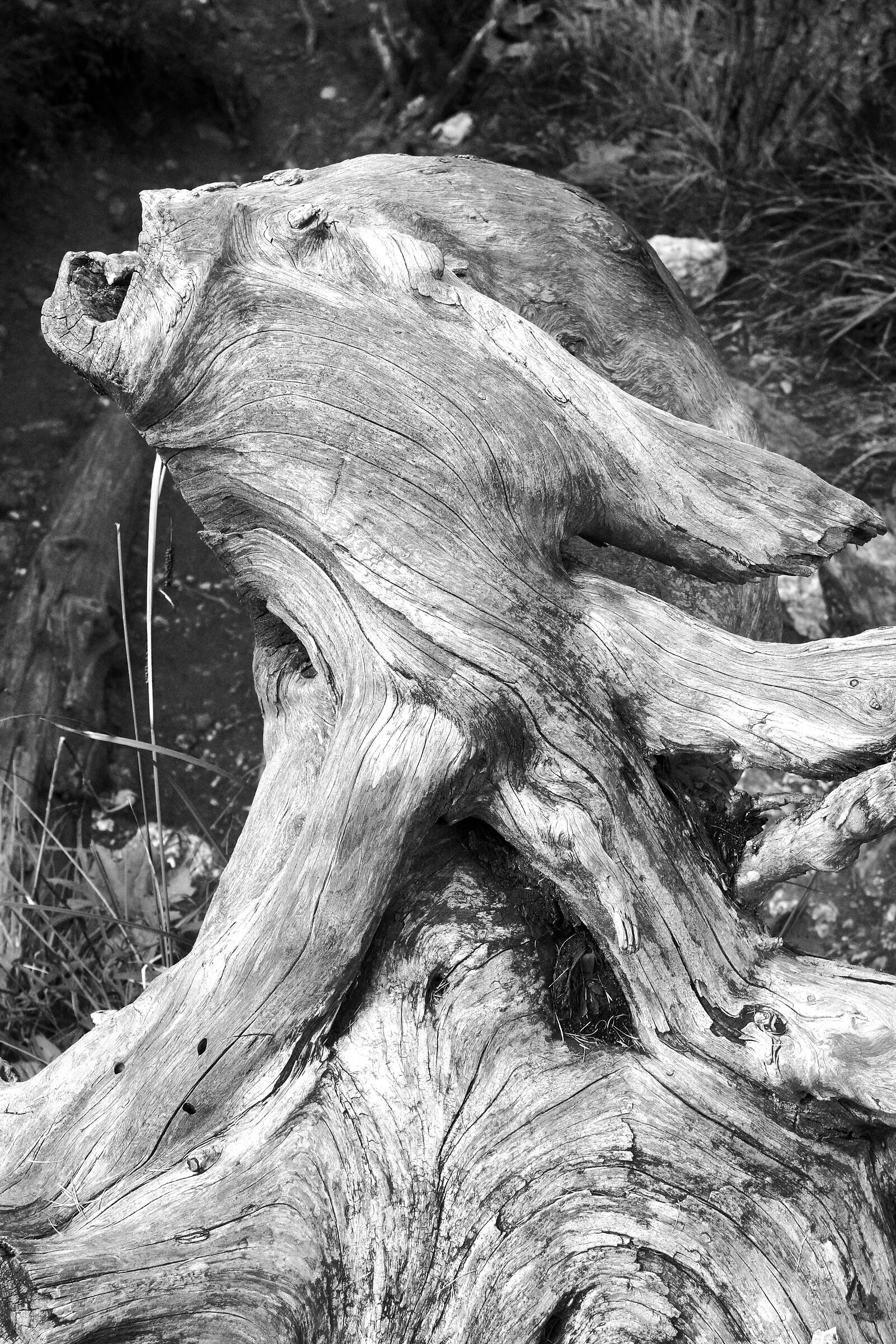 Wooden Medusa