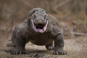 Varanus komodoensis