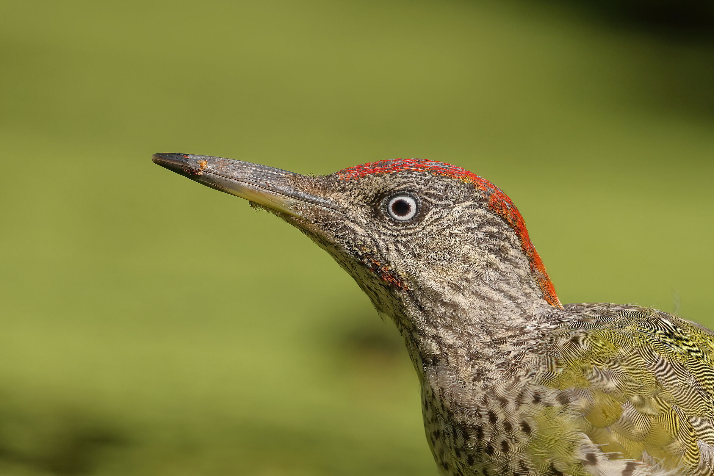 Young green woodpecker