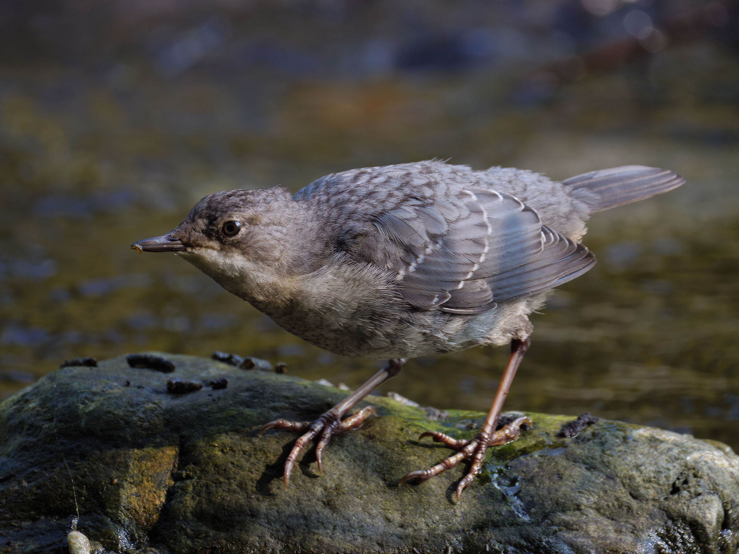 Giovane merlo acquaiolo.