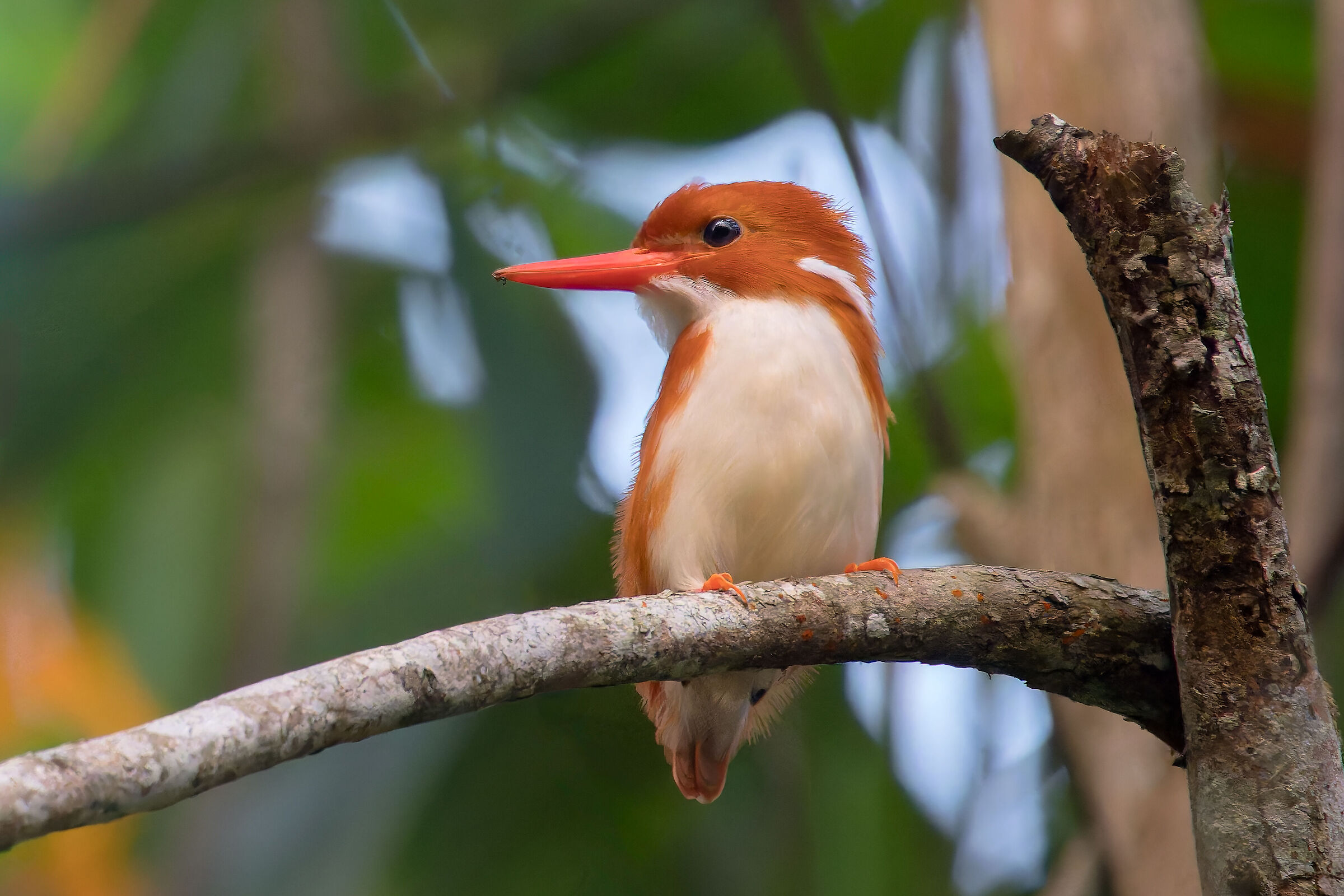 Corythornis madagascariensis