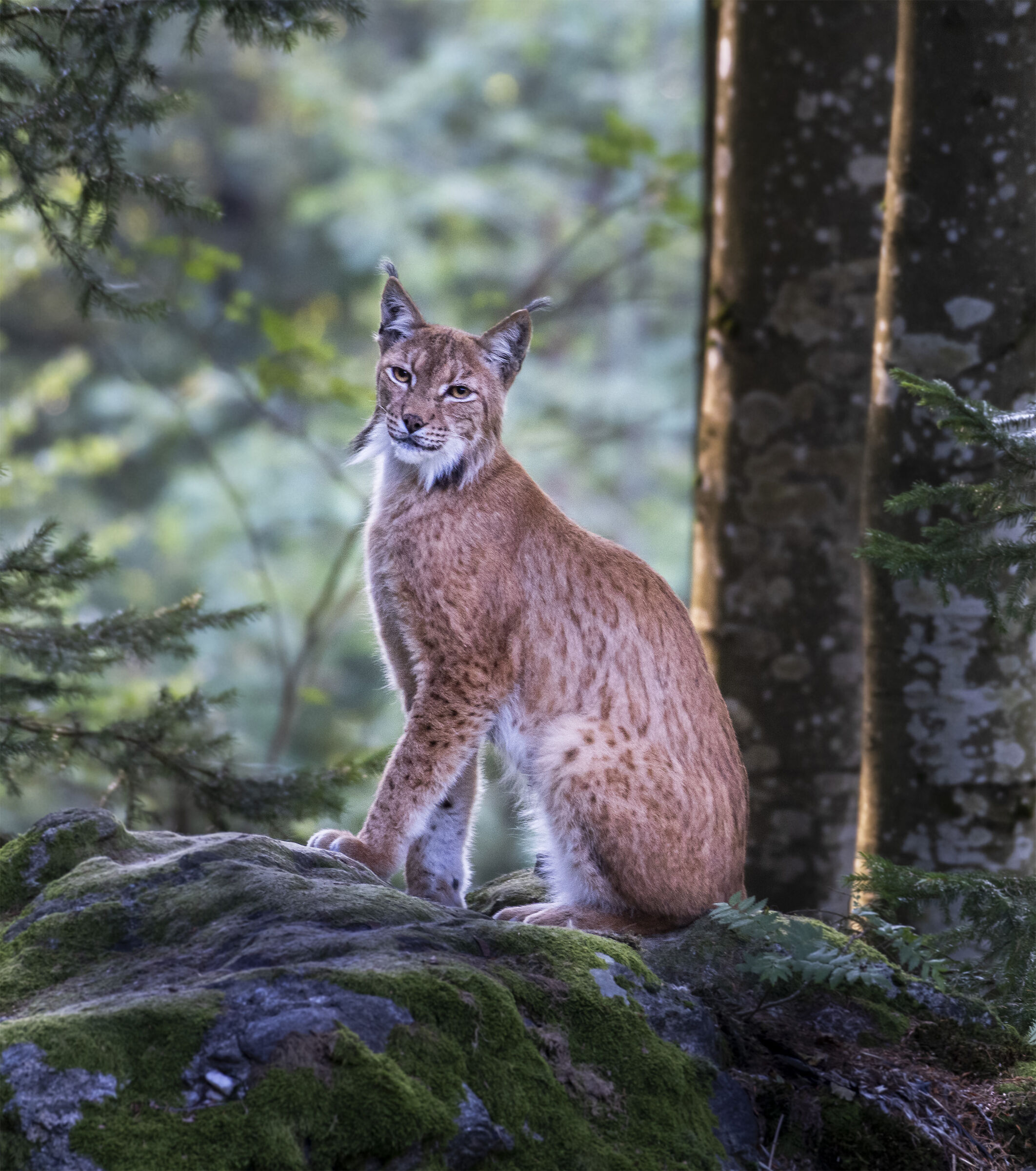 Lince al Bayerisher.
