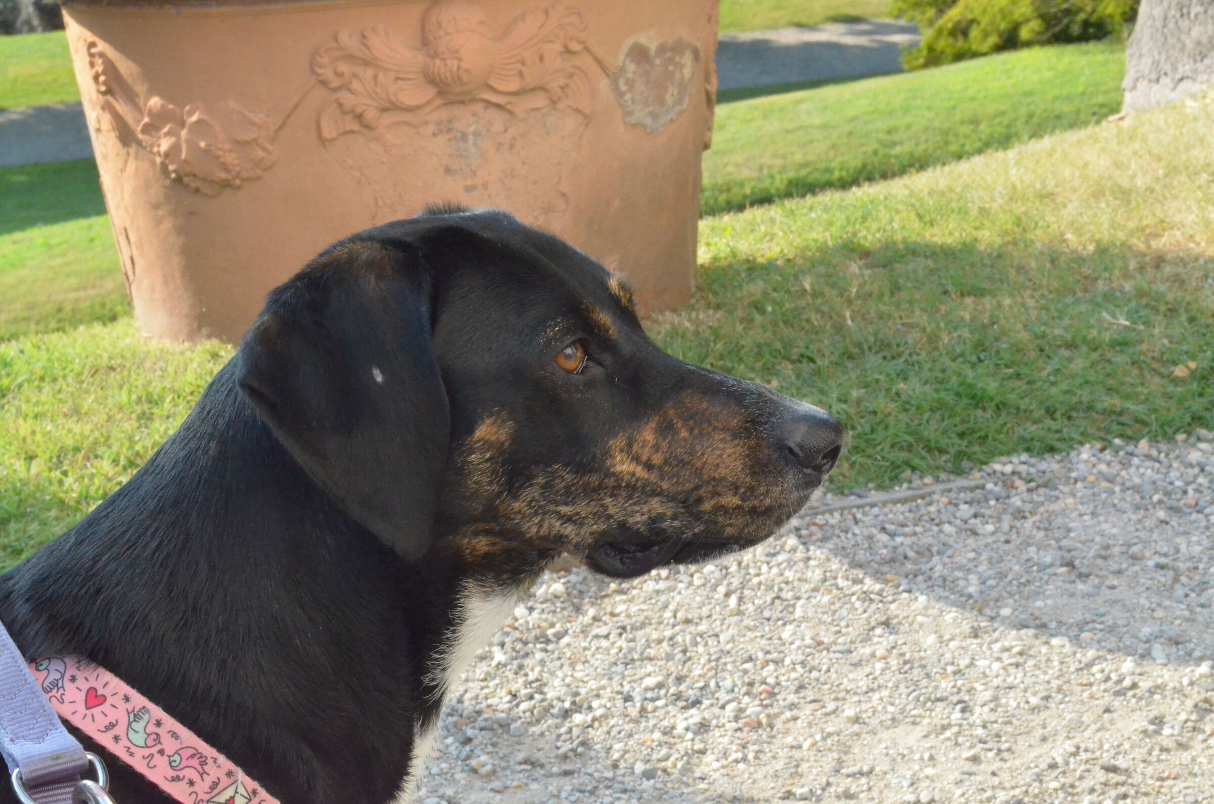 Rachele che aspetta il padrone